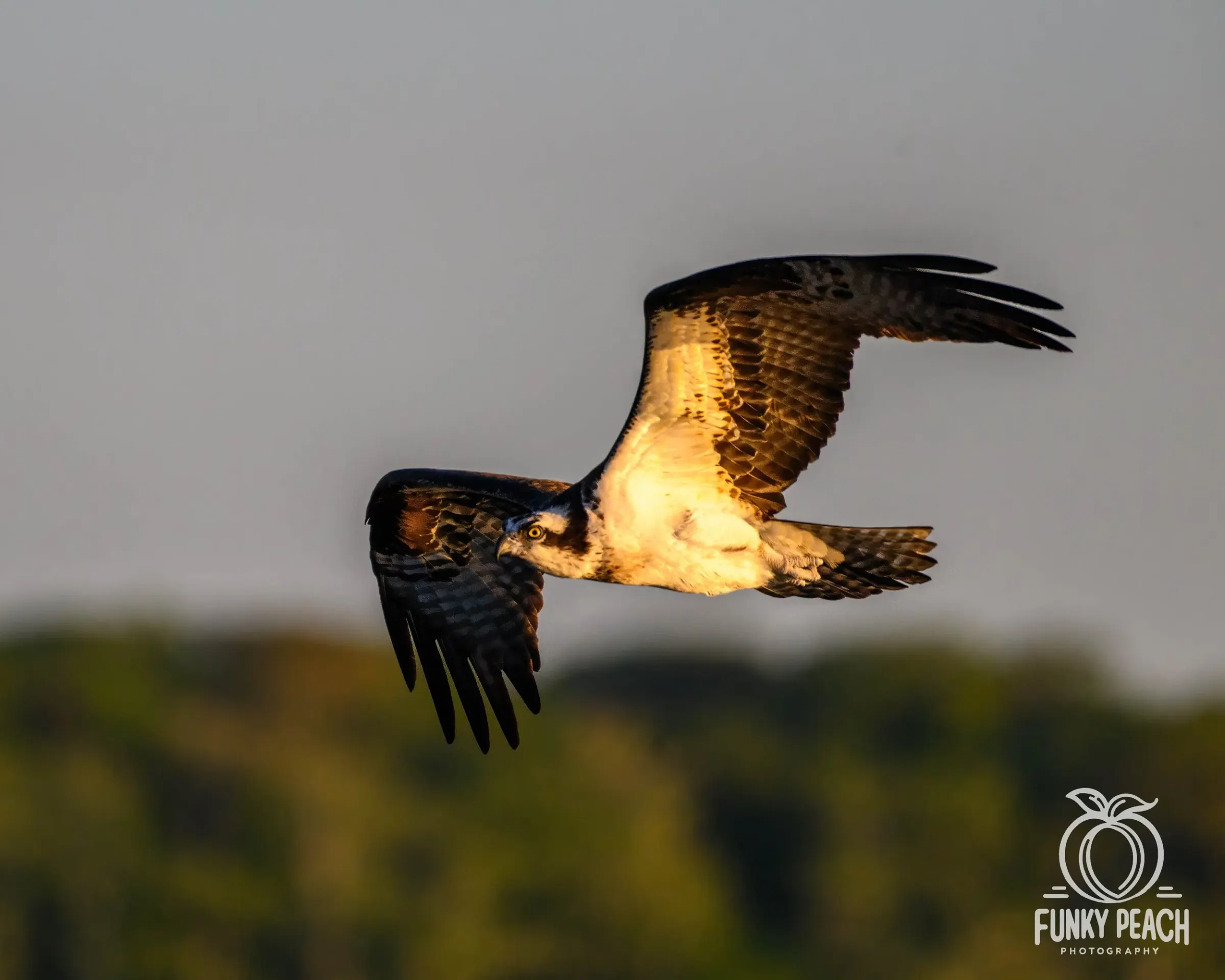 Osprey — photograph 47