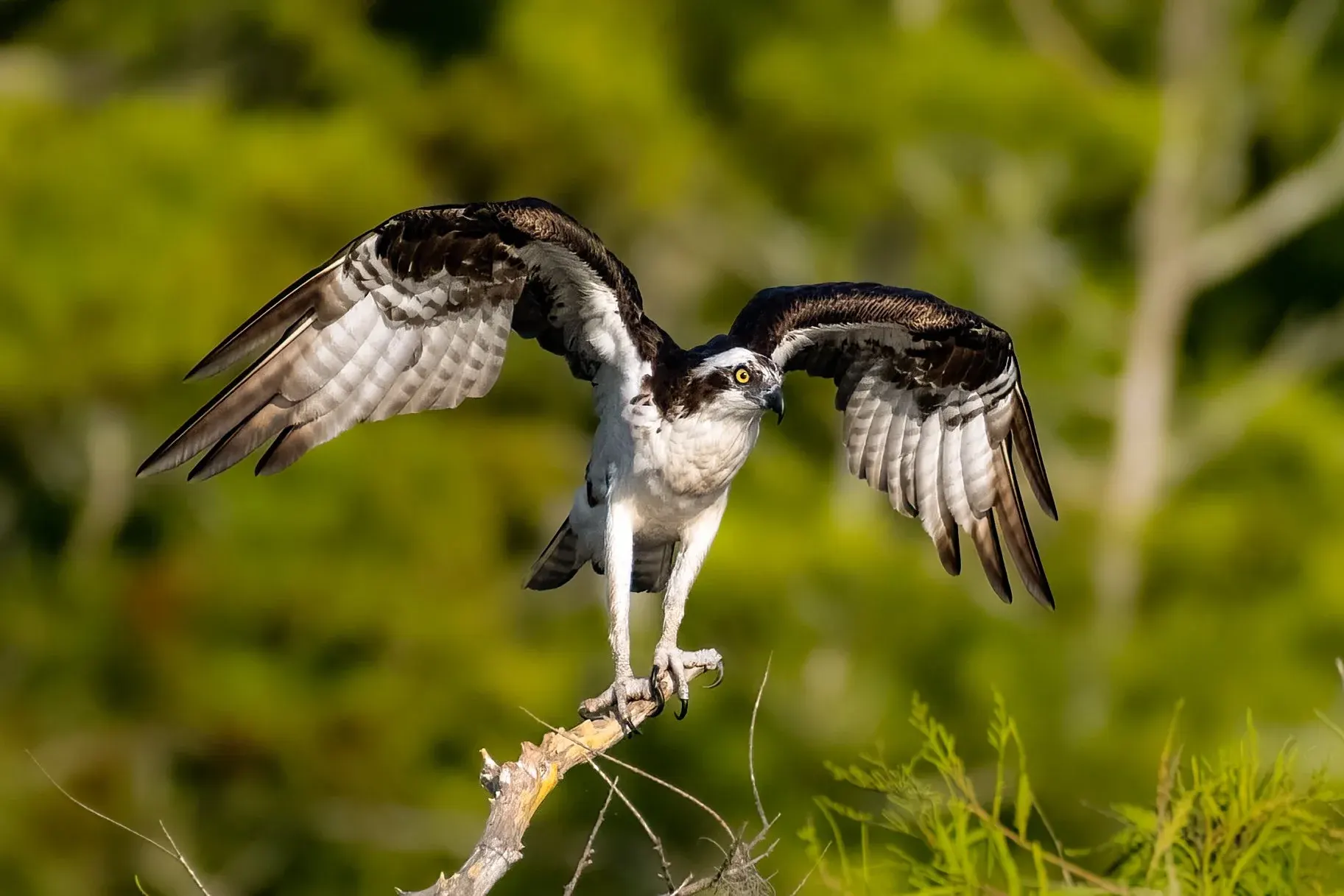 Osprey — photograph 9