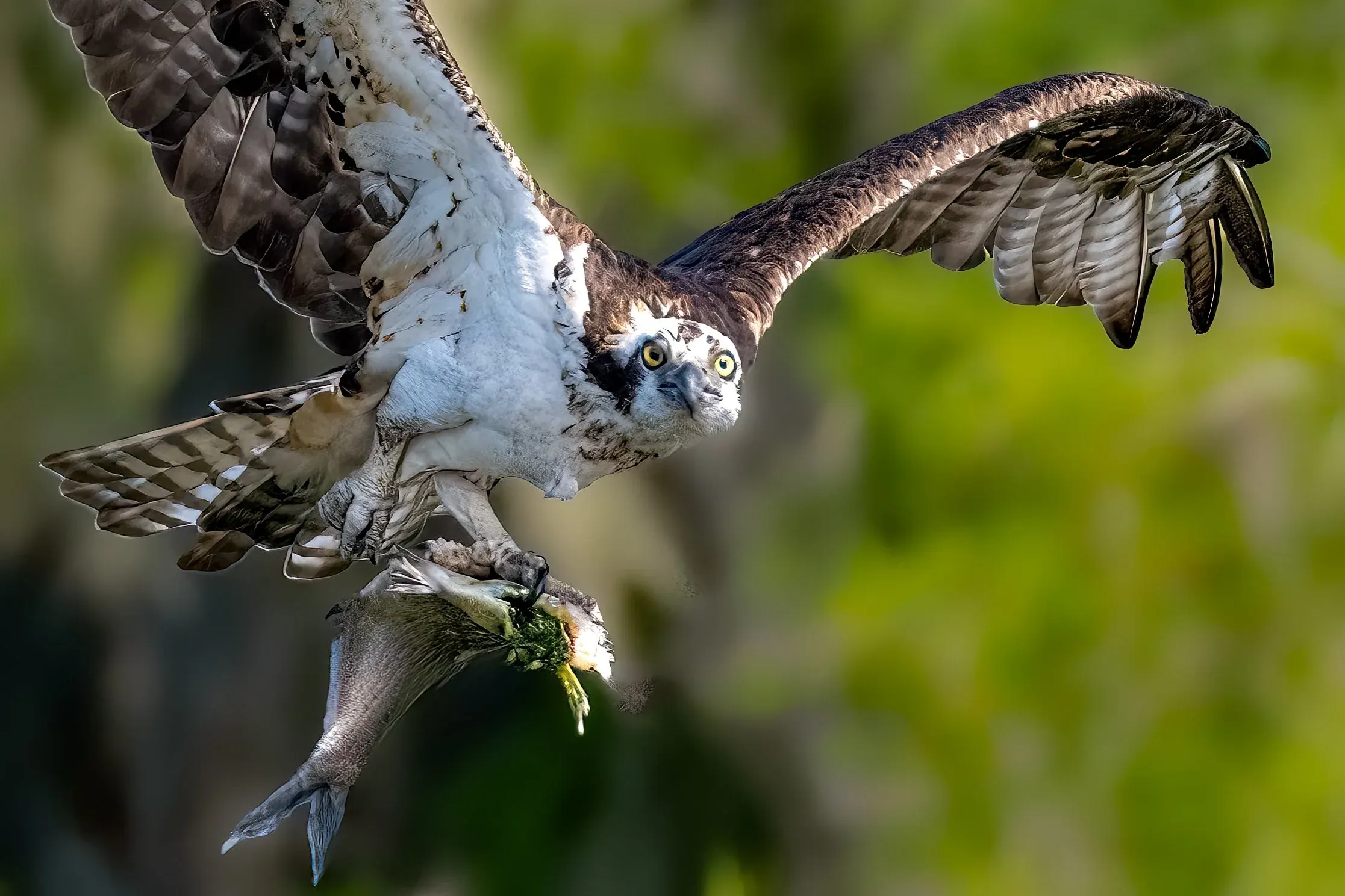 Osprey — photograph 16