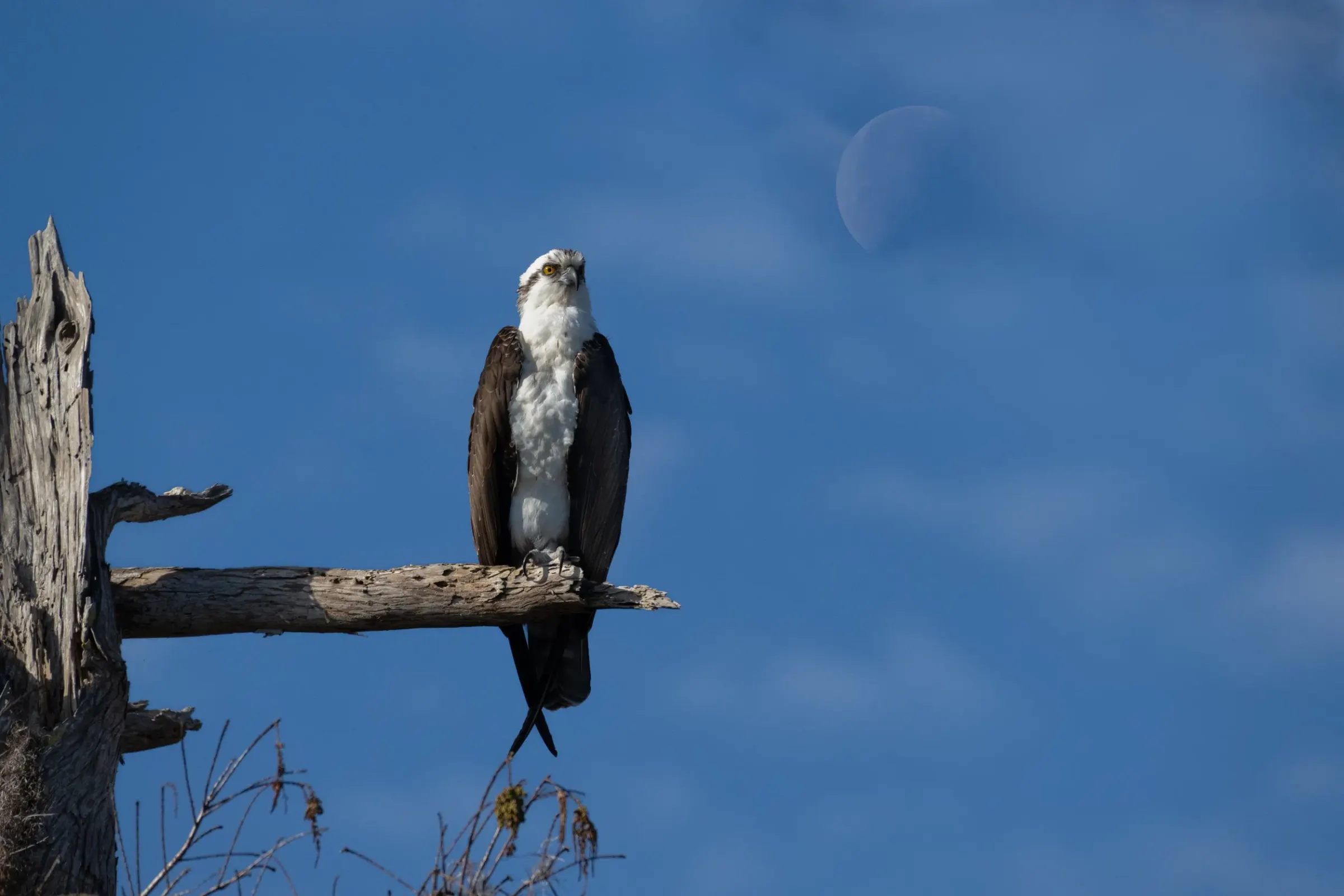 Osprey — photograph 24