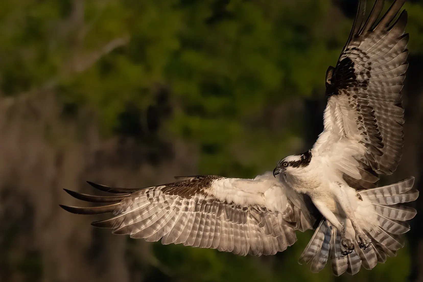 Osprey — photograph 12