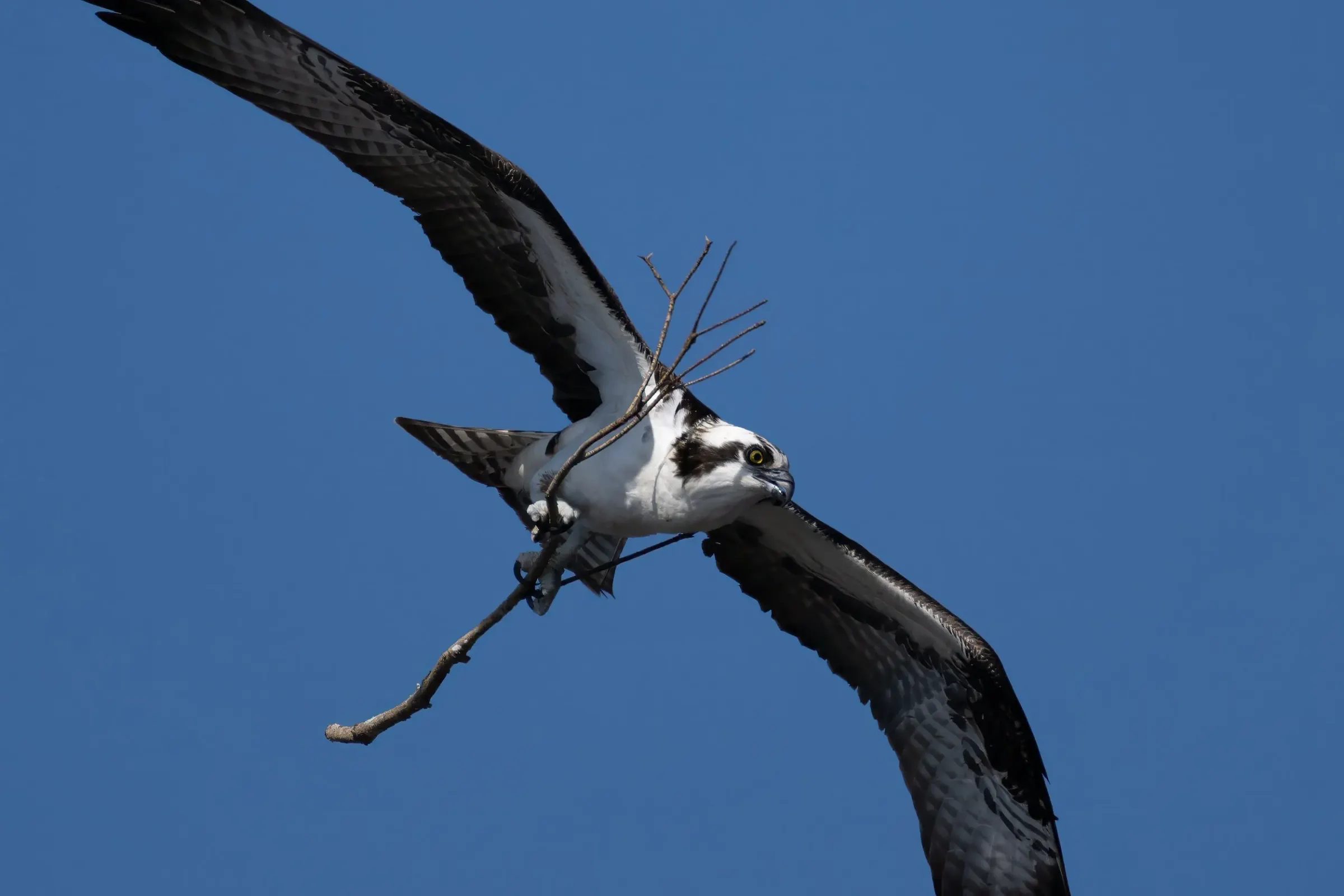 Osprey — photograph 59