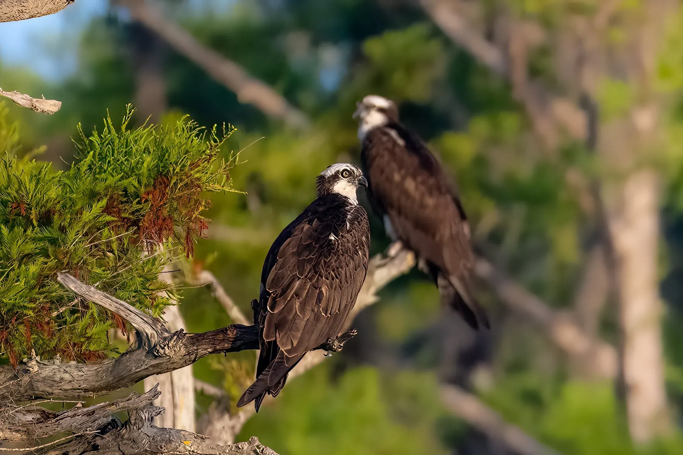 Osprey — photograph 13