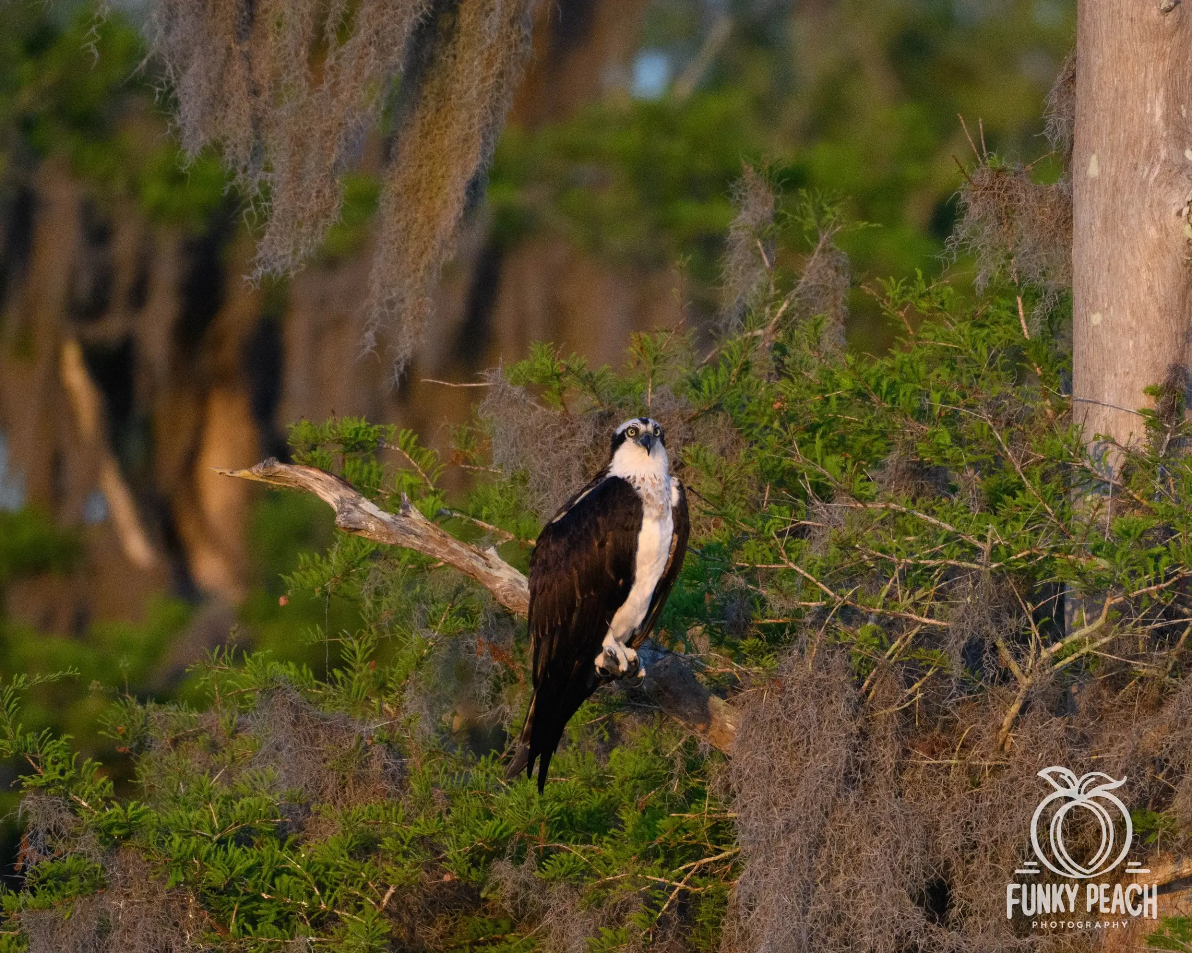 Osprey — photograph 55