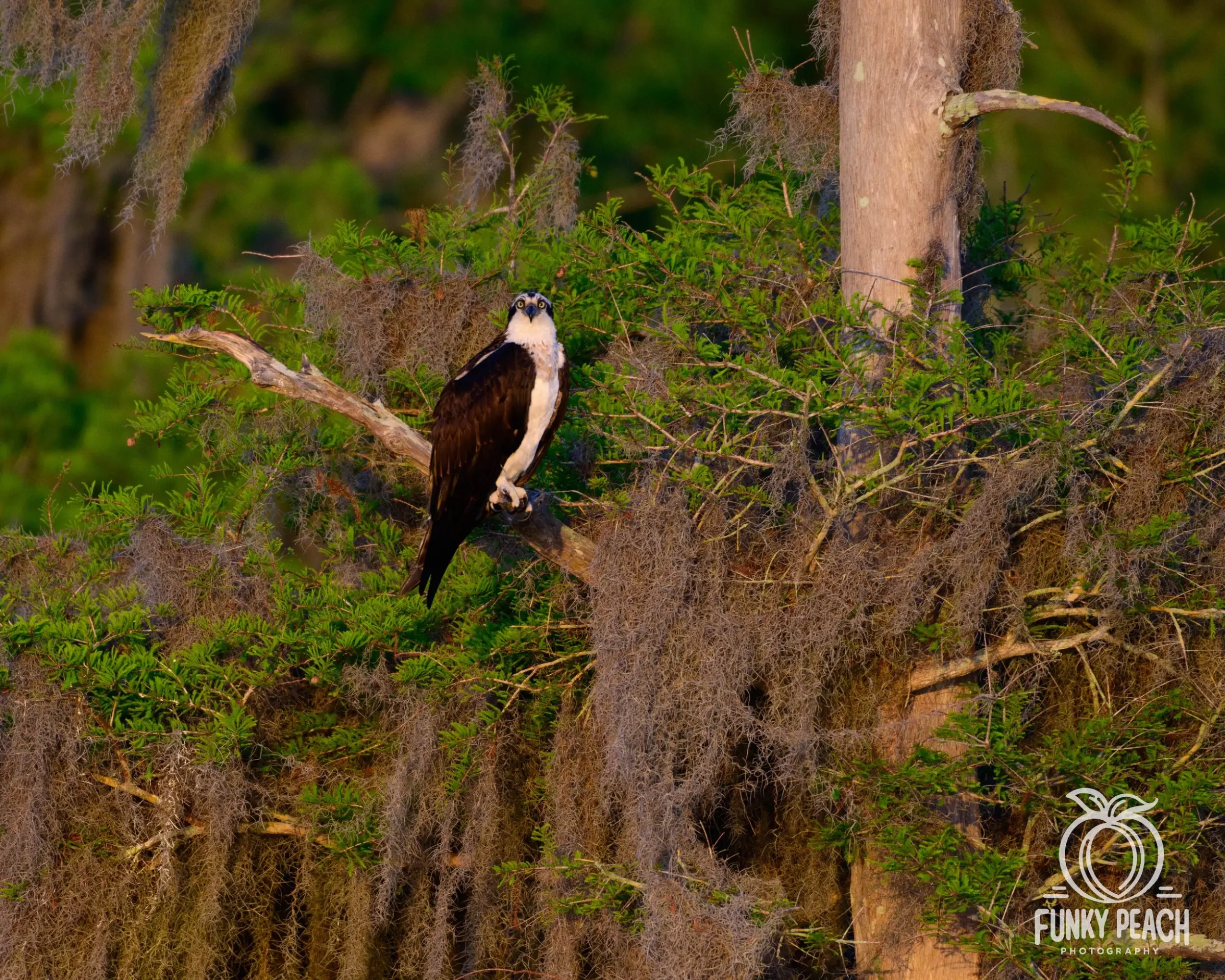 Osprey — photograph 56
