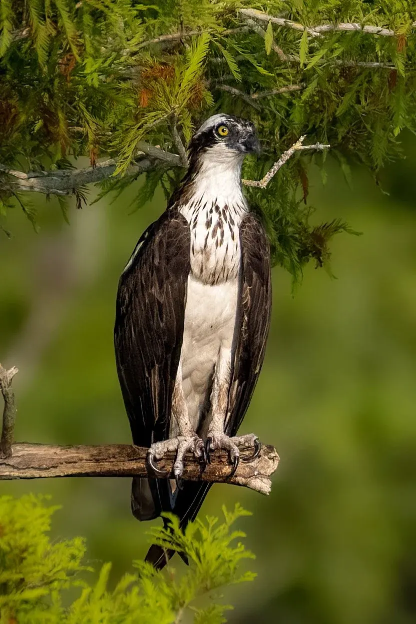 Osprey — photograph 5
