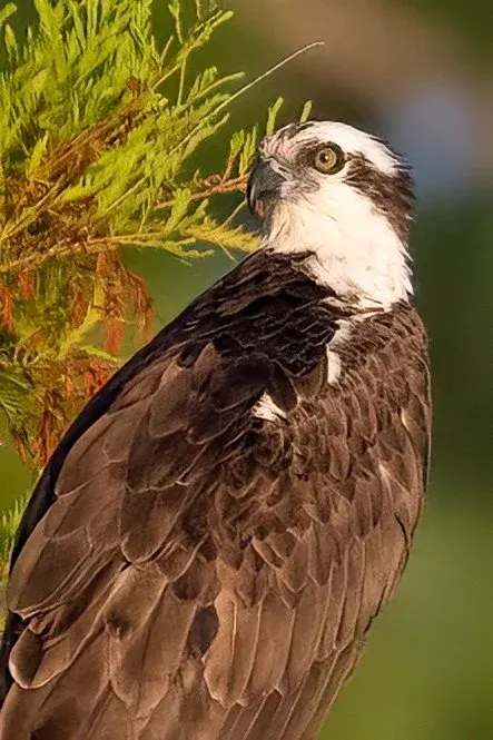 Osprey — photograph 58