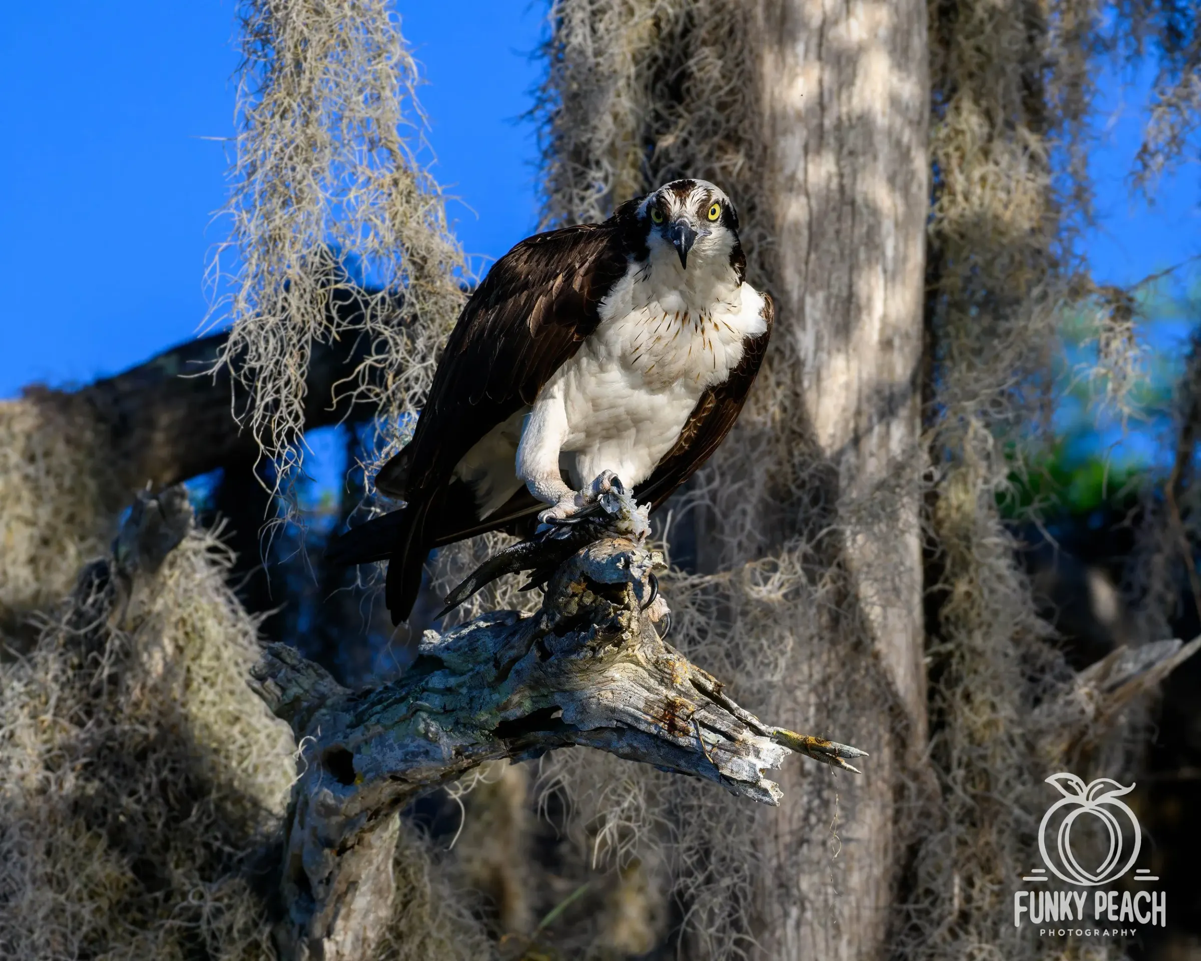 Osprey — photograph 40