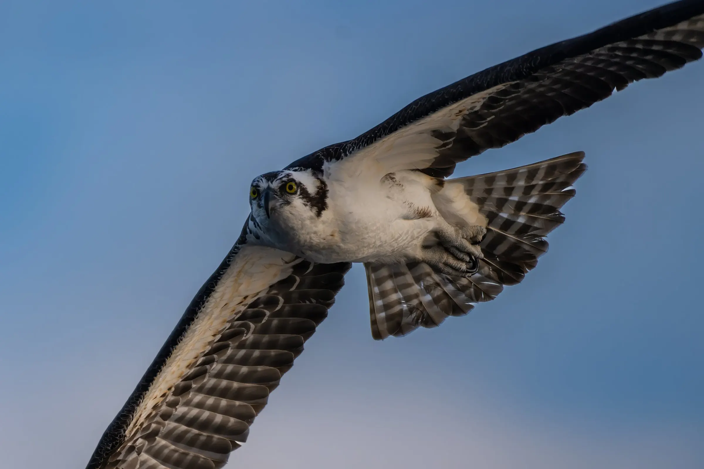 Osprey — photograph 27