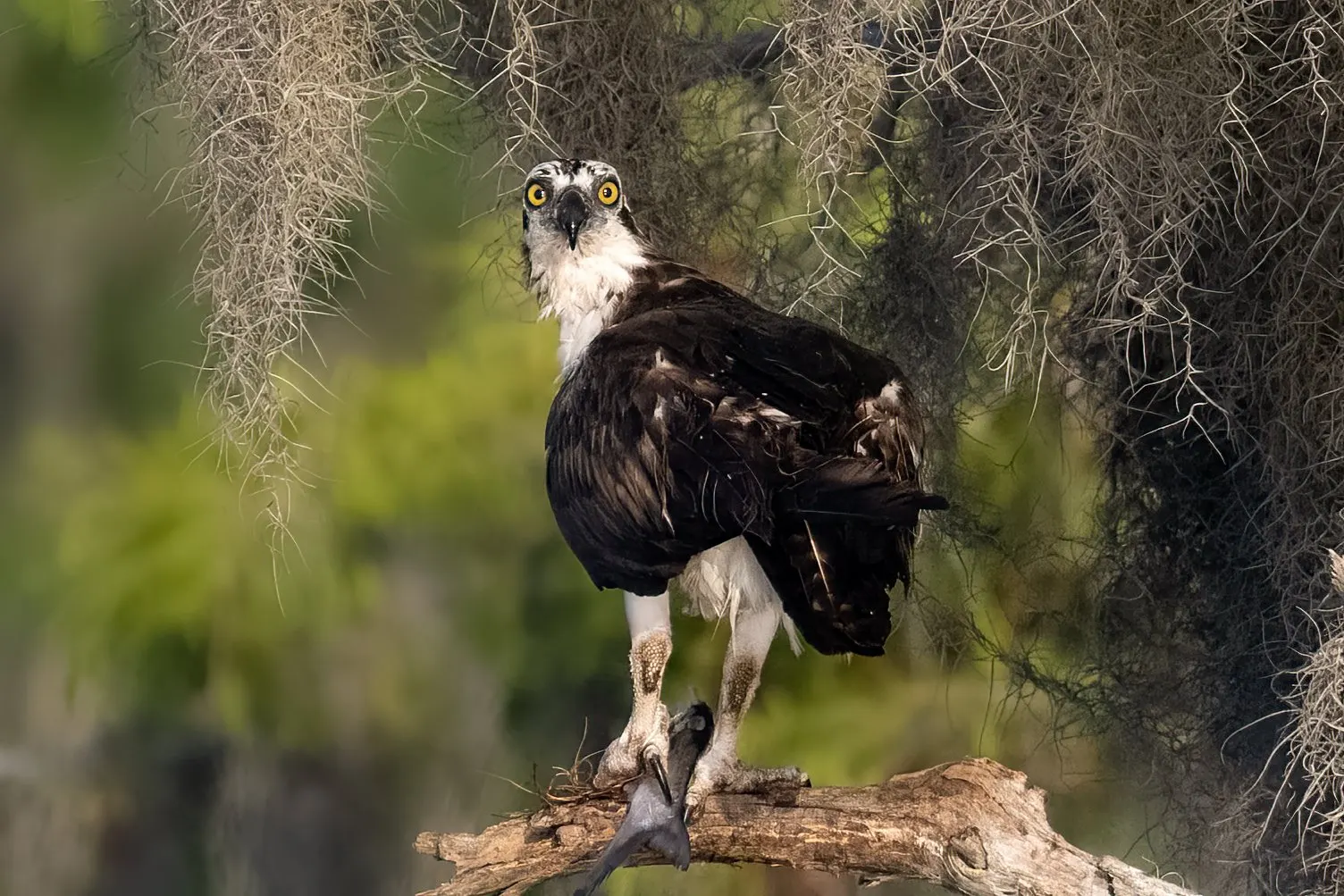 Osprey — photograph 3