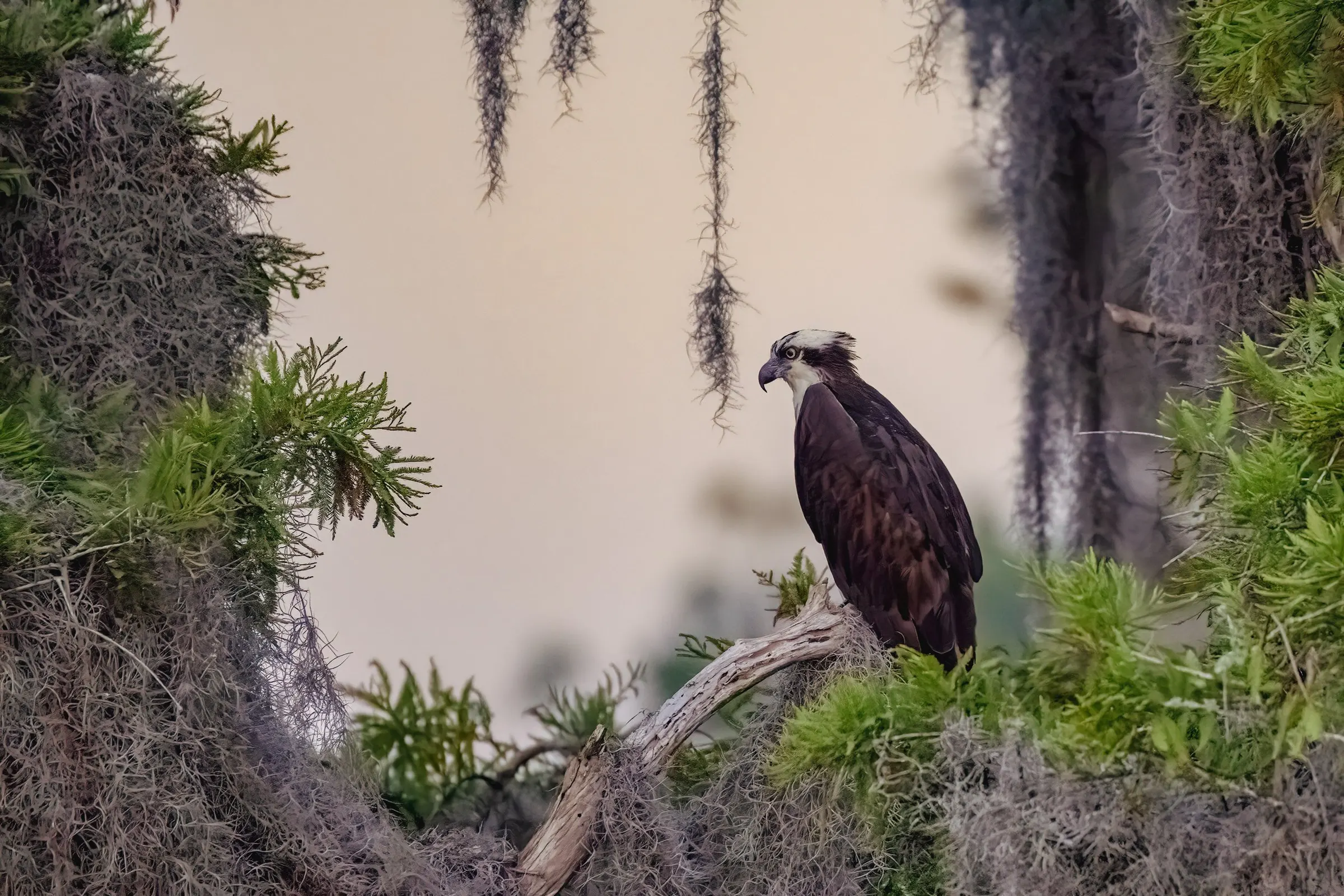 Osprey — photograph 2