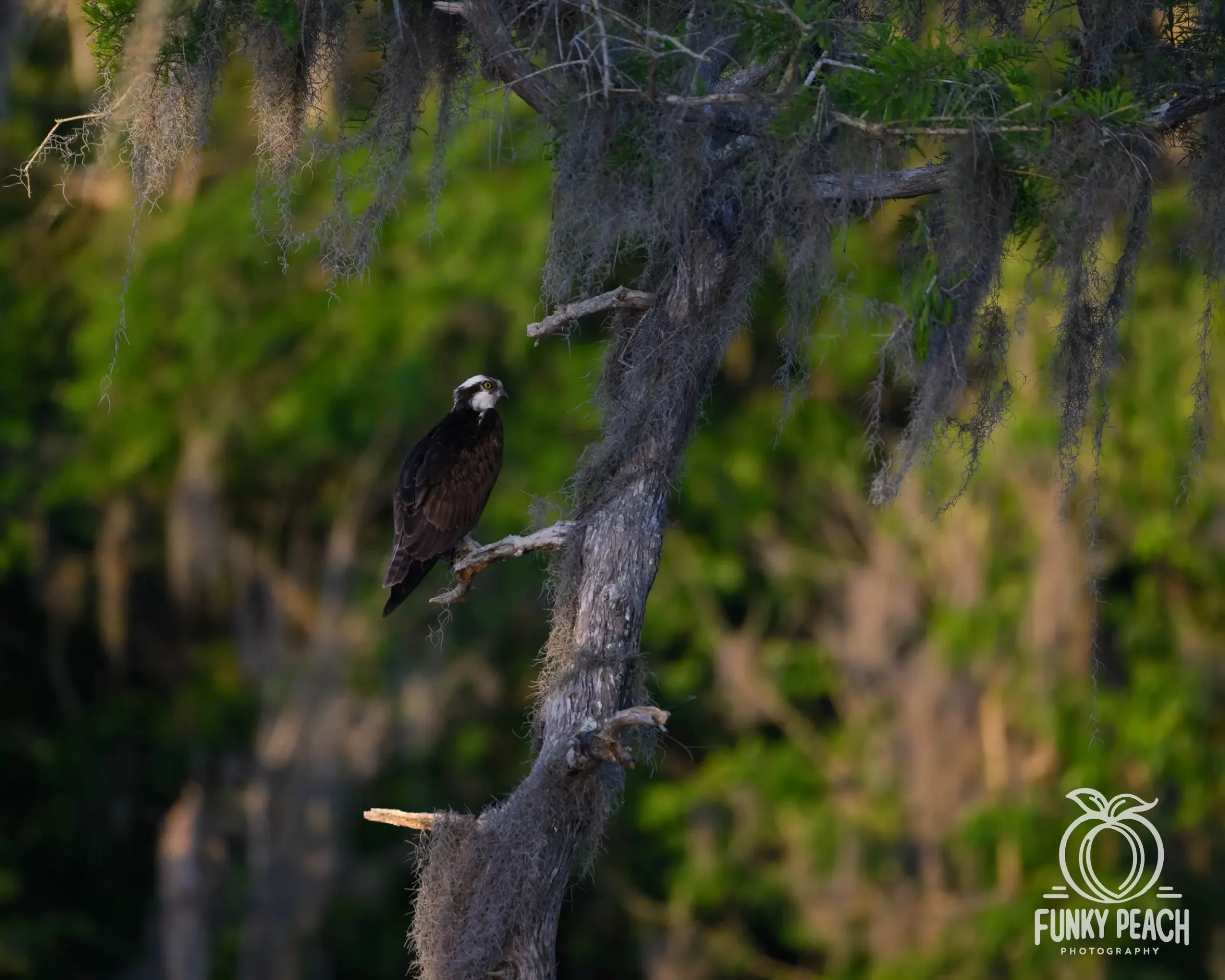 Osprey — photograph 54