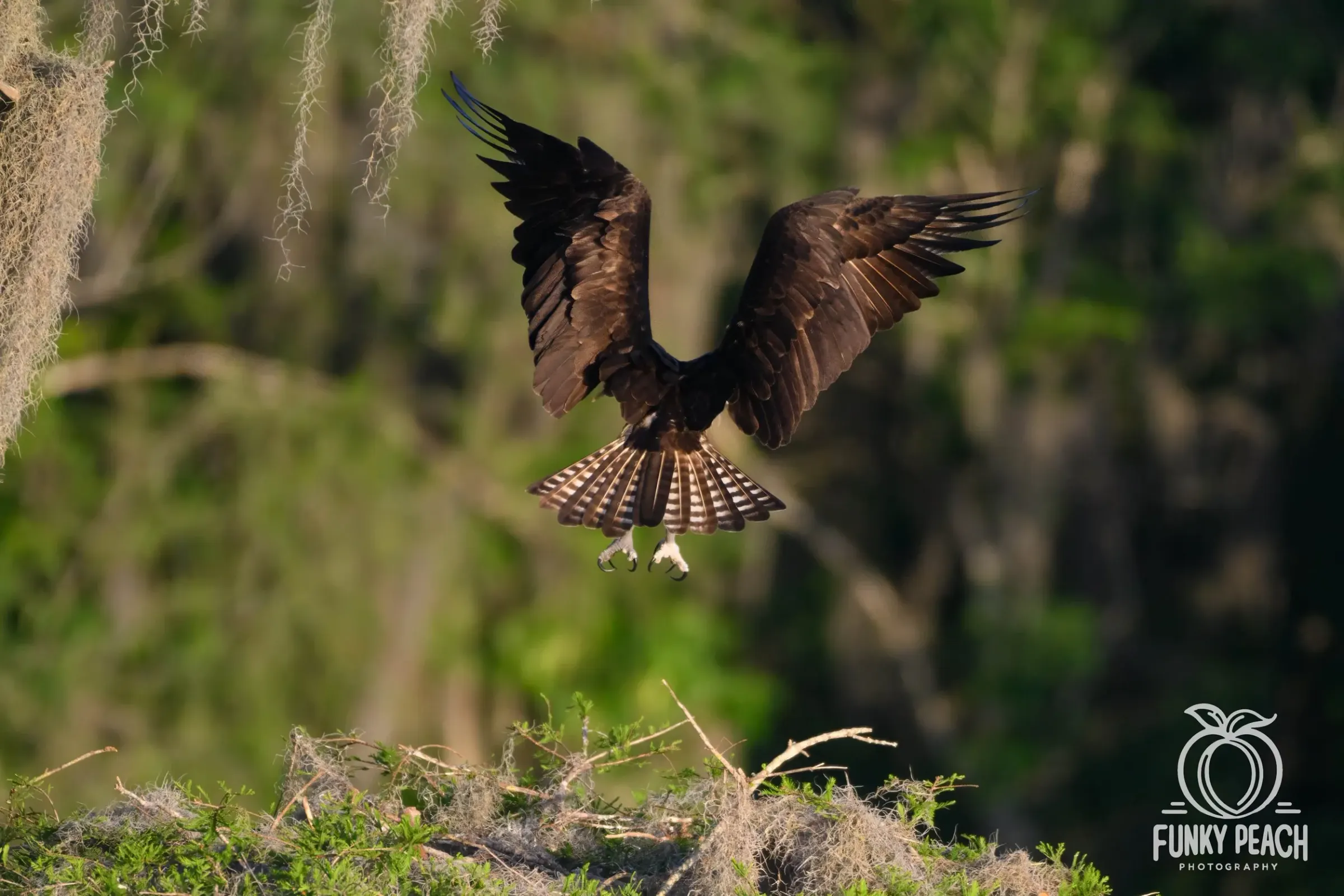 Osprey — photograph 43