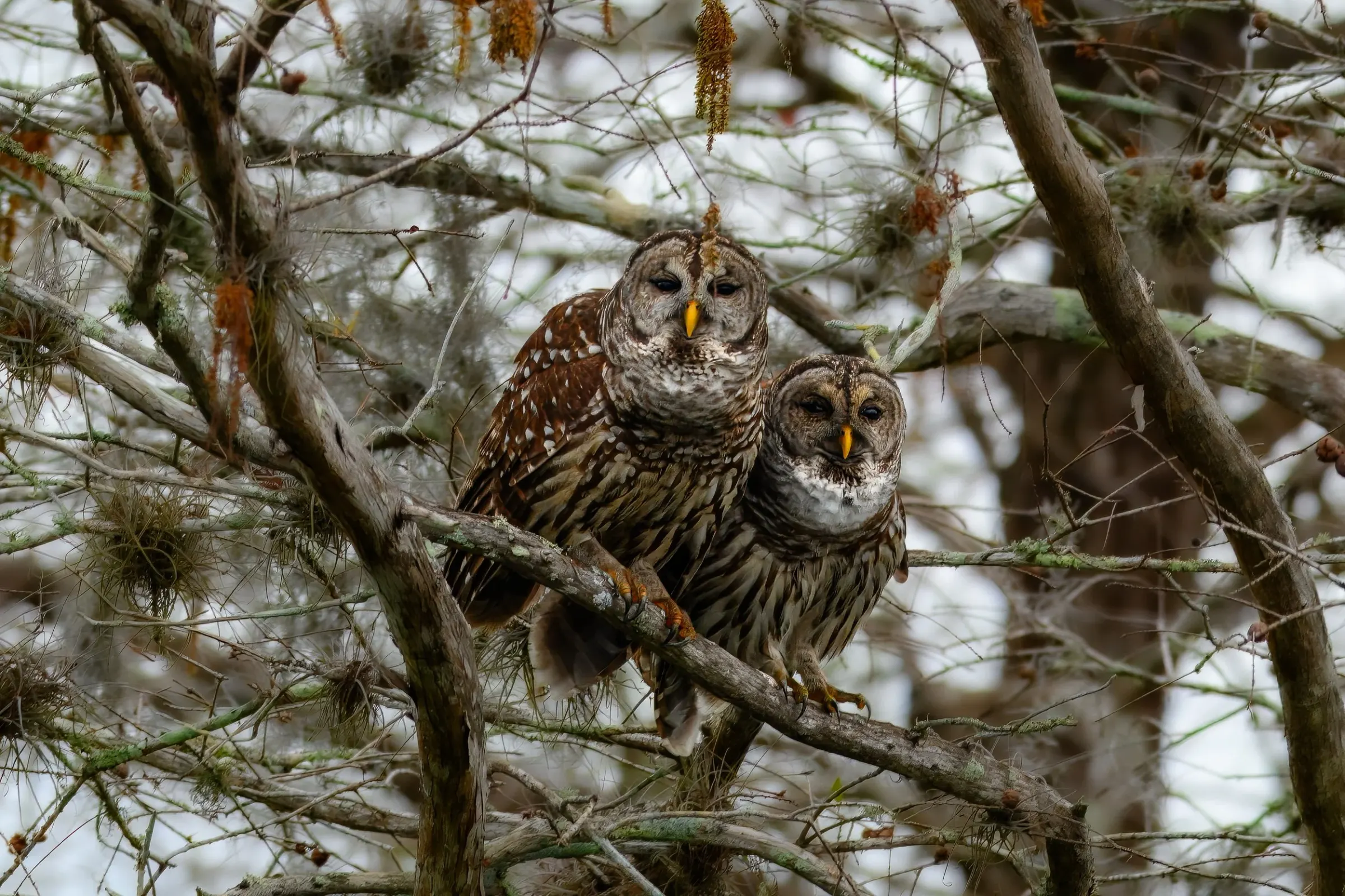 Owls — photograph 6