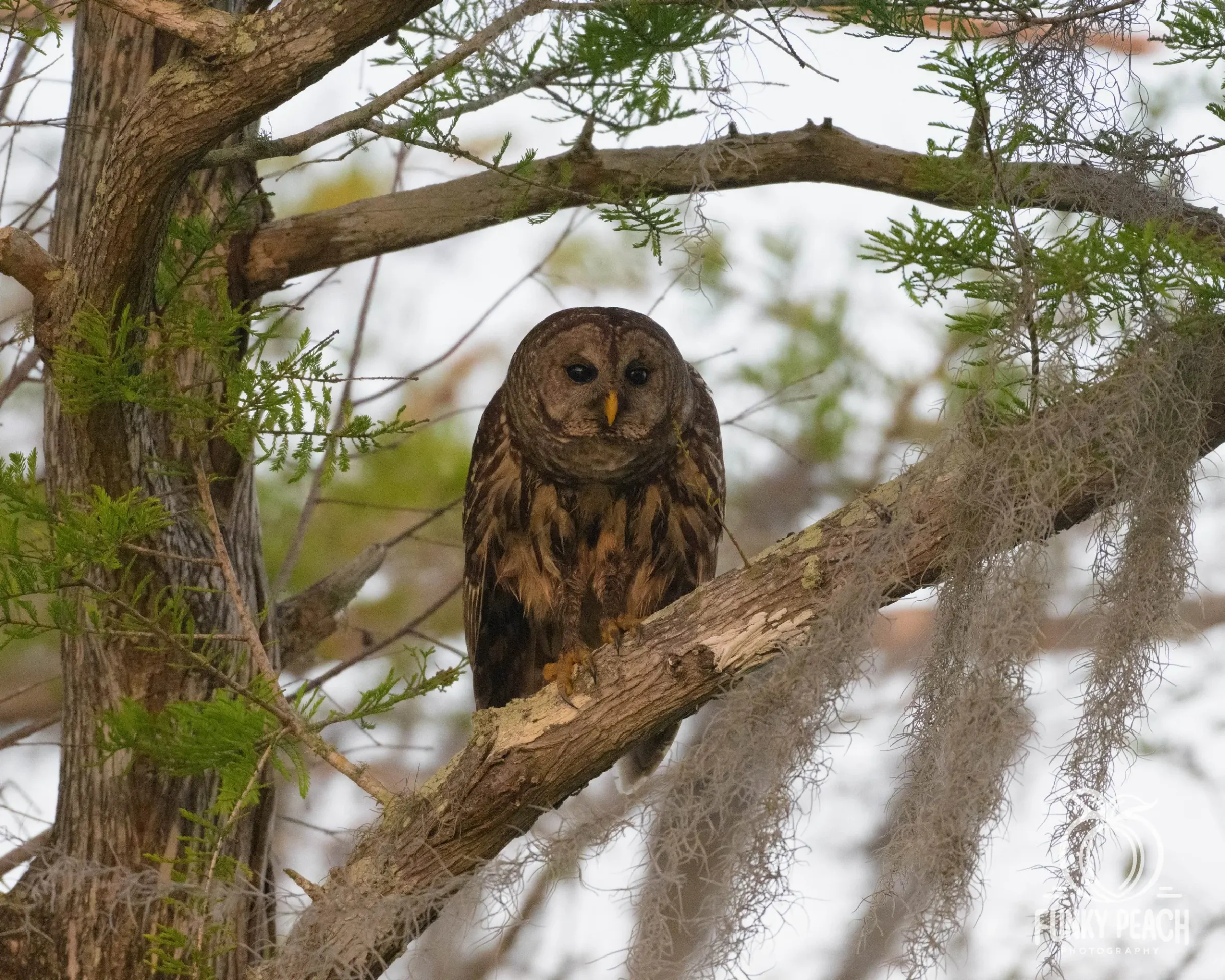 Owls — photograph 29