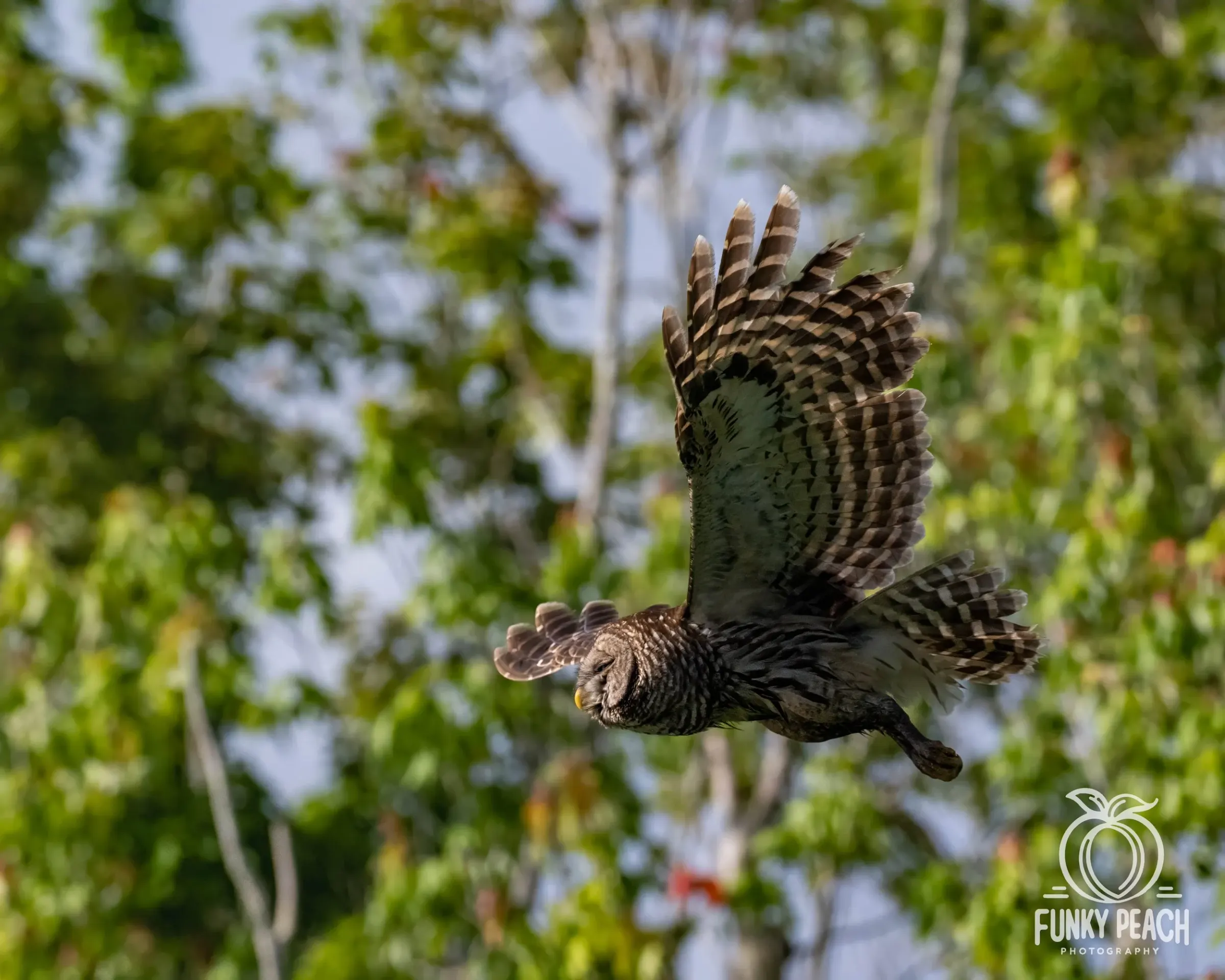Owls — photograph 33