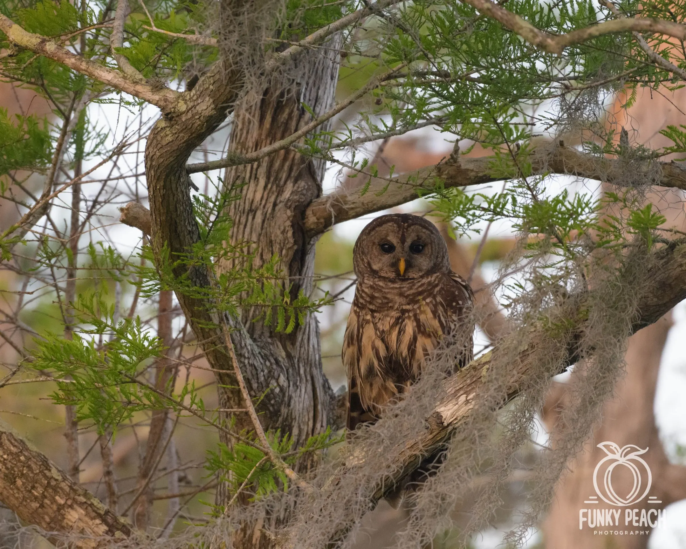 Owls — photograph 27