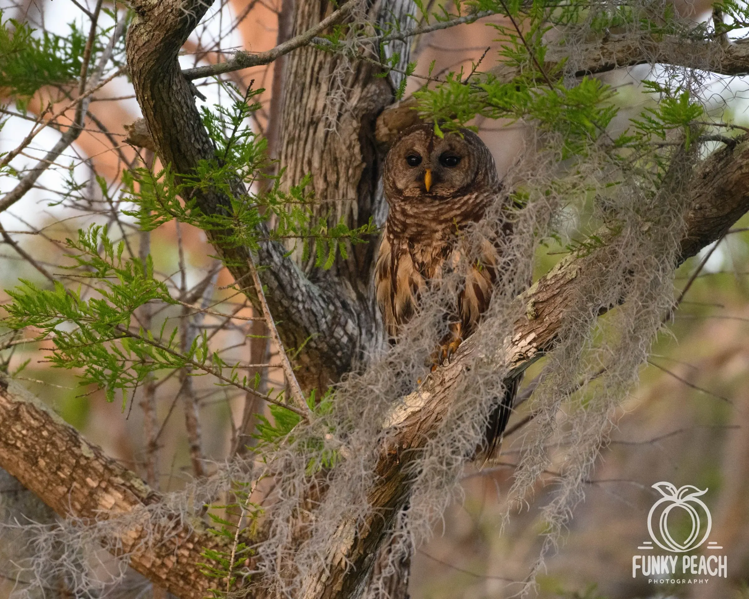 Owls — photograph 26
