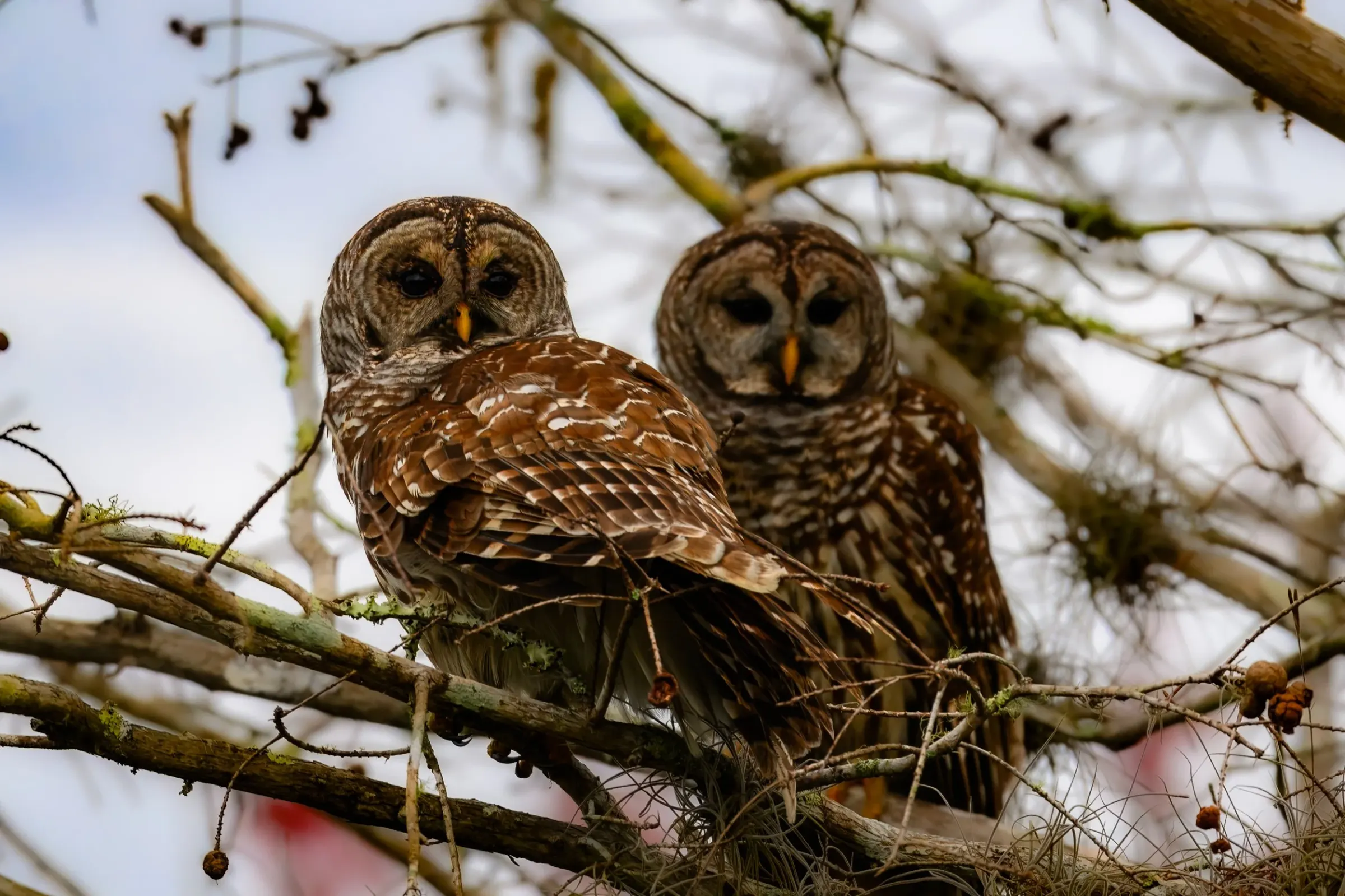 Owls — photograph 5