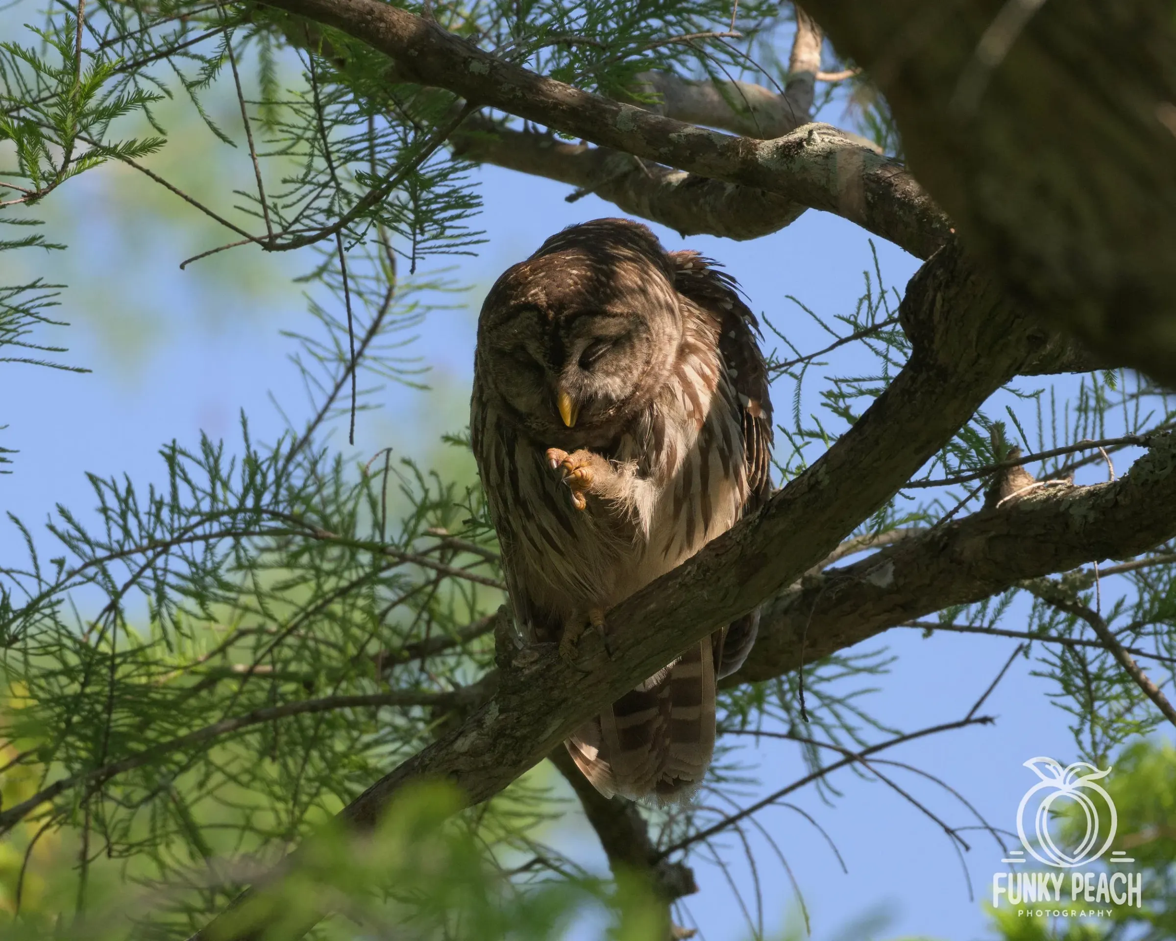 Owls — photograph 18