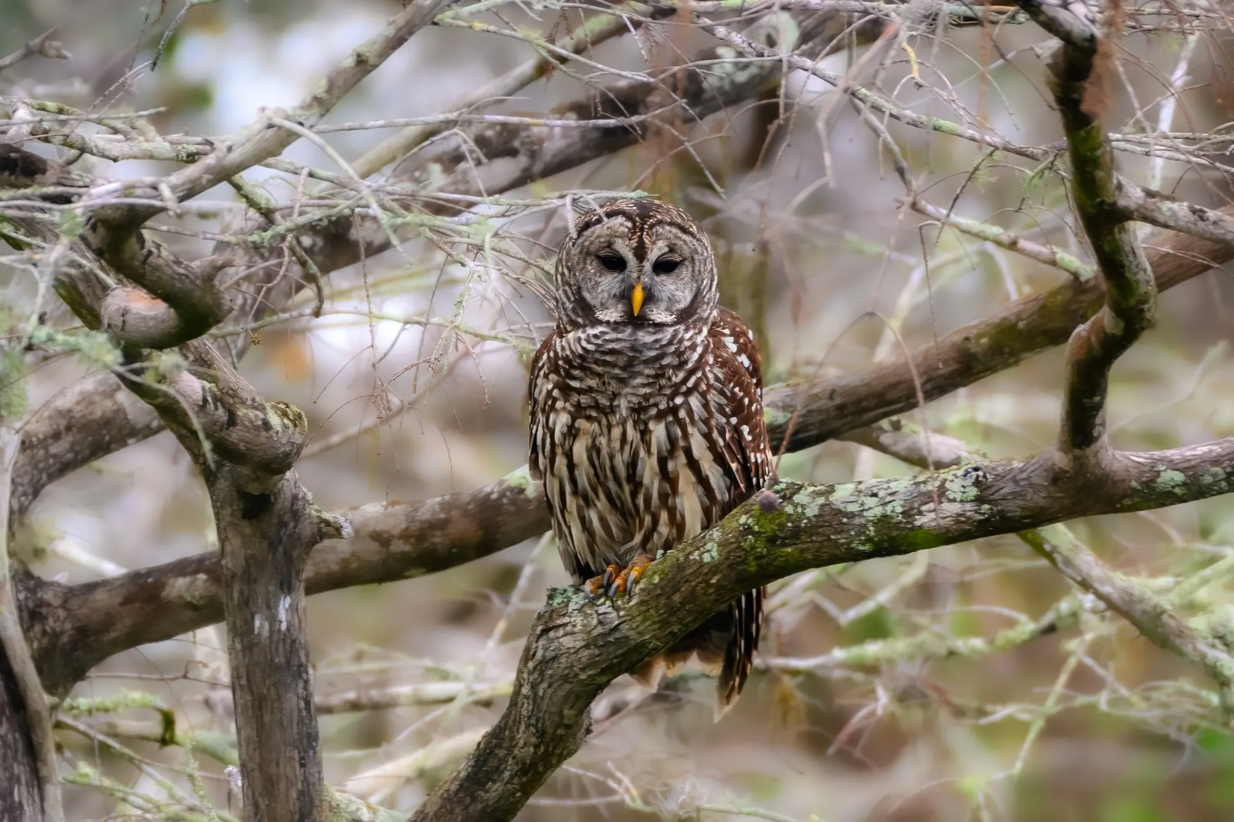 Owls — photograph 3