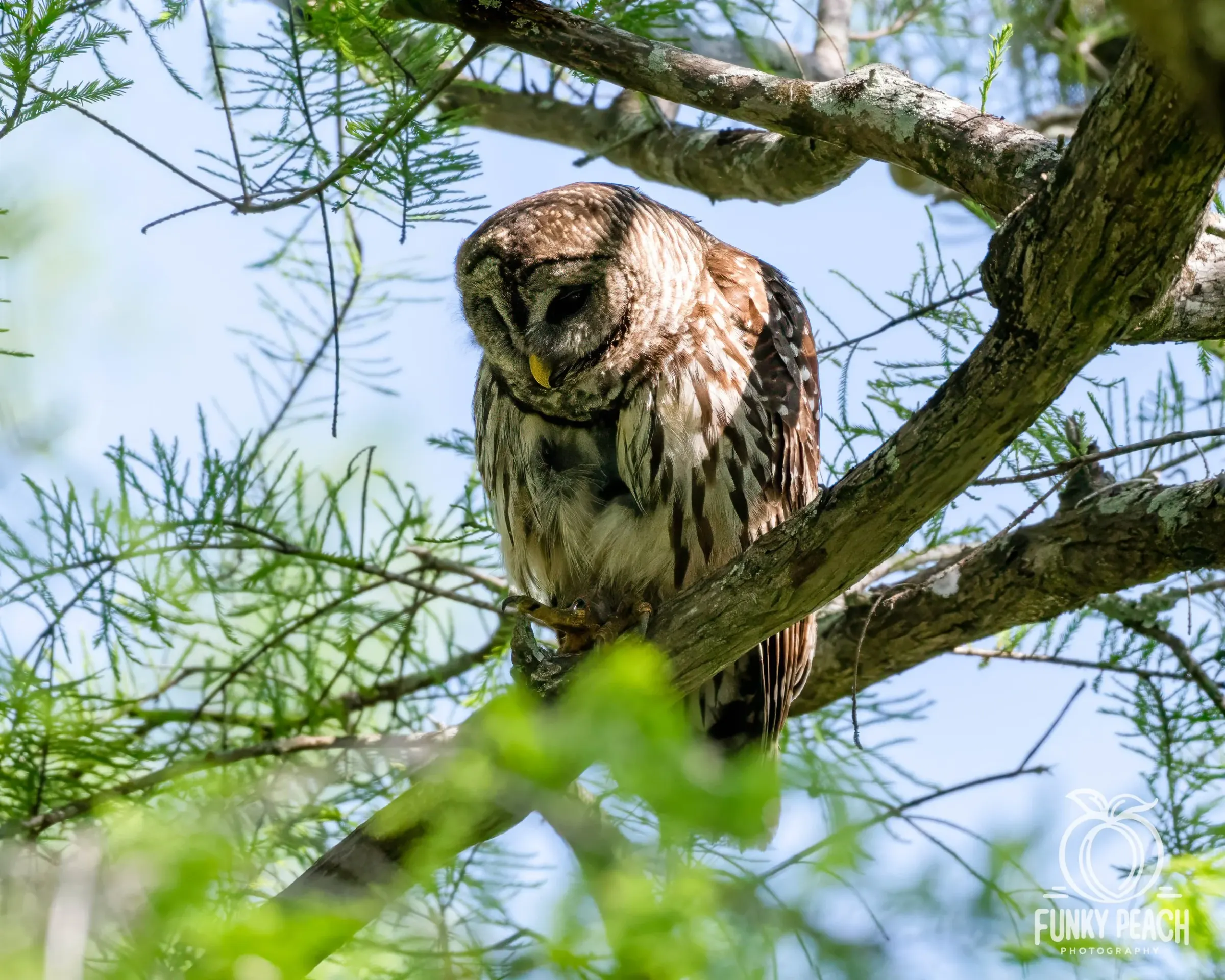 Owls — photograph 21