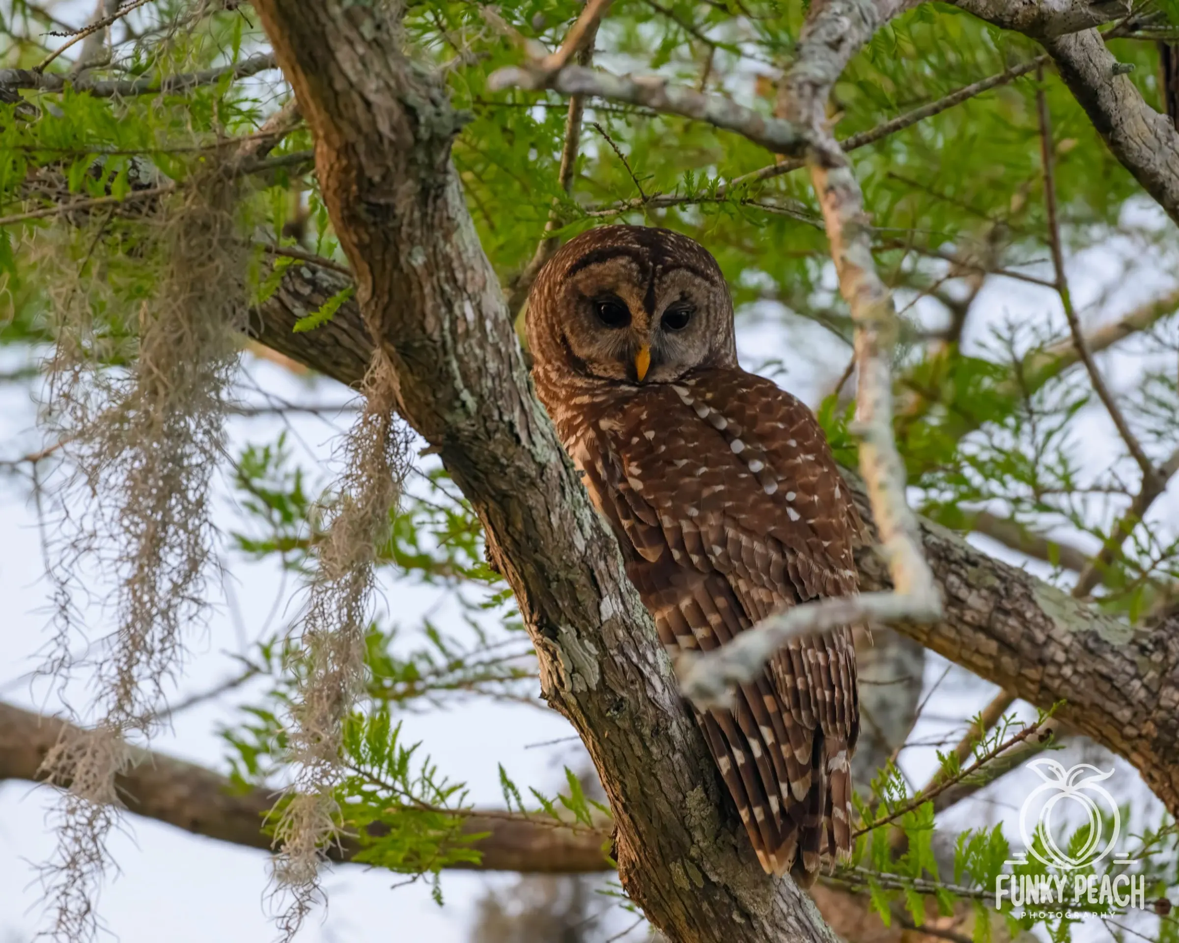 Owls — photograph 25