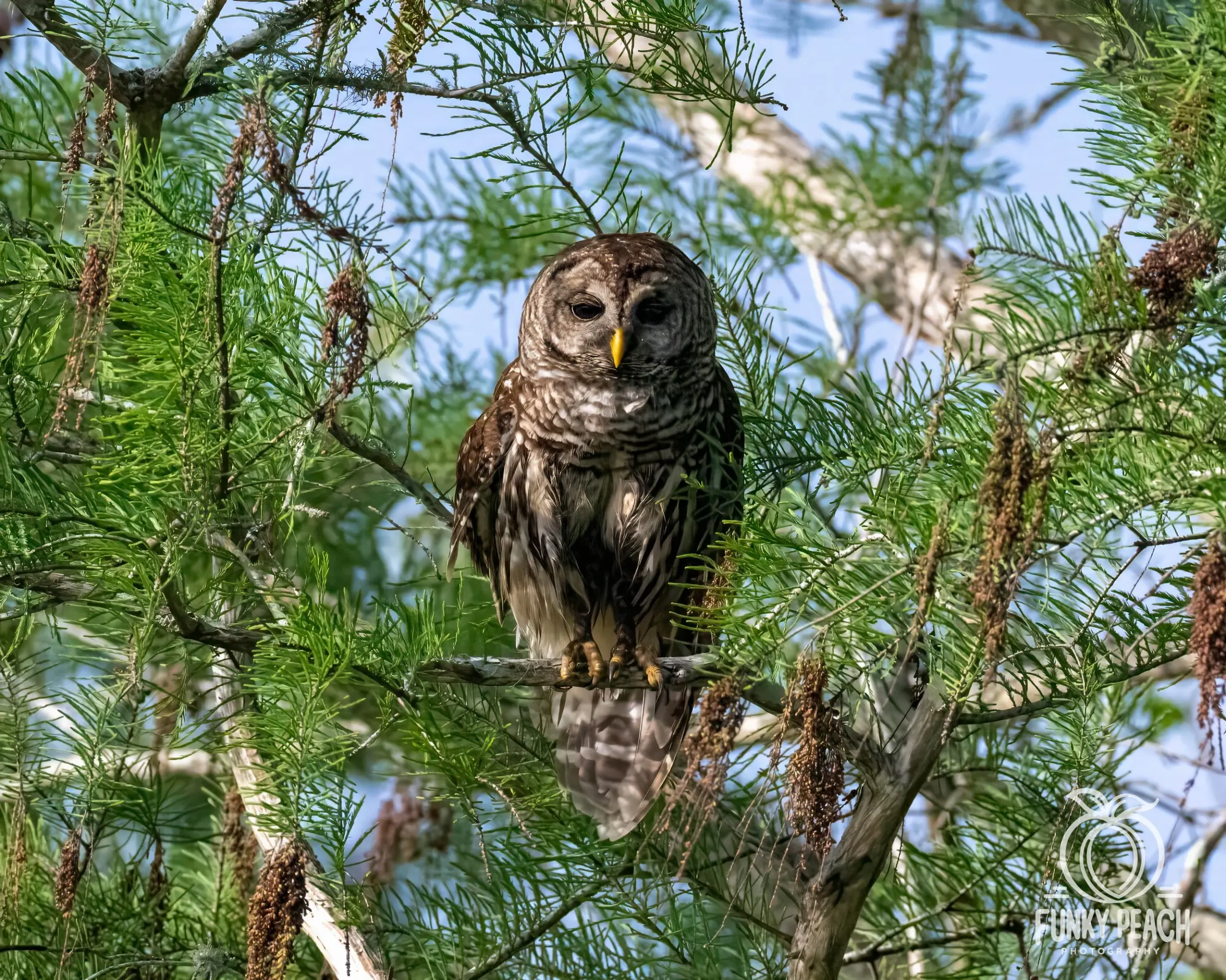 Owls — photograph 31