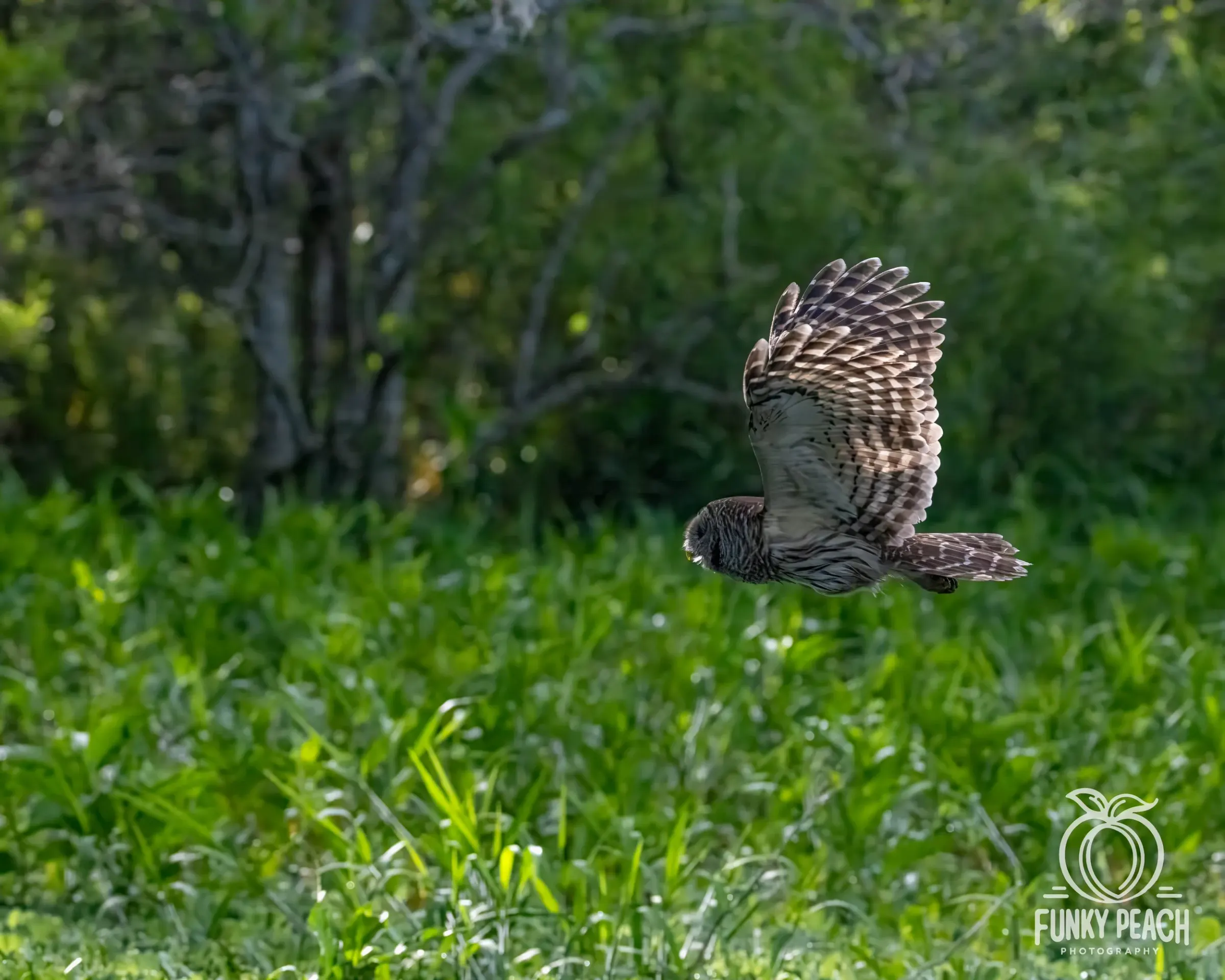 Owls — photograph 36