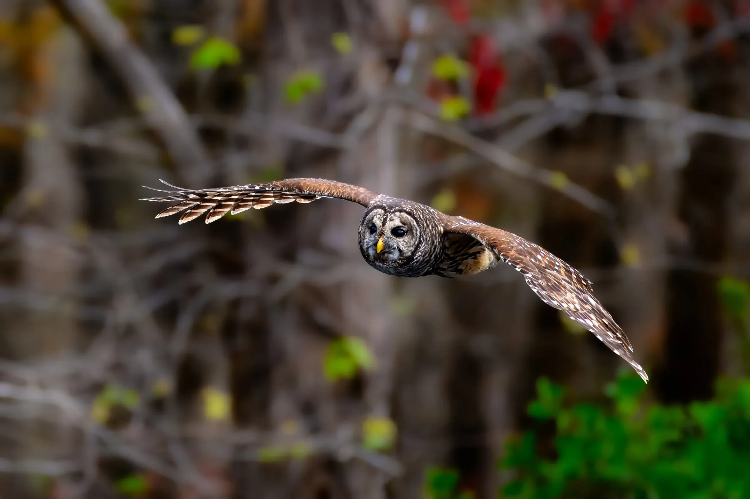 Owls — photograph 11