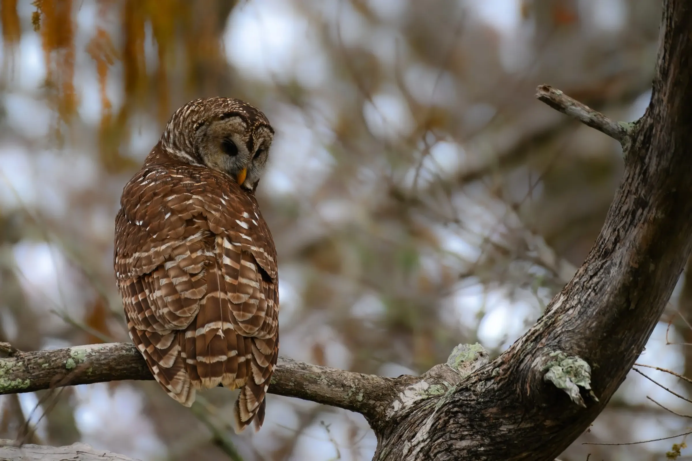 Owls — photograph 8