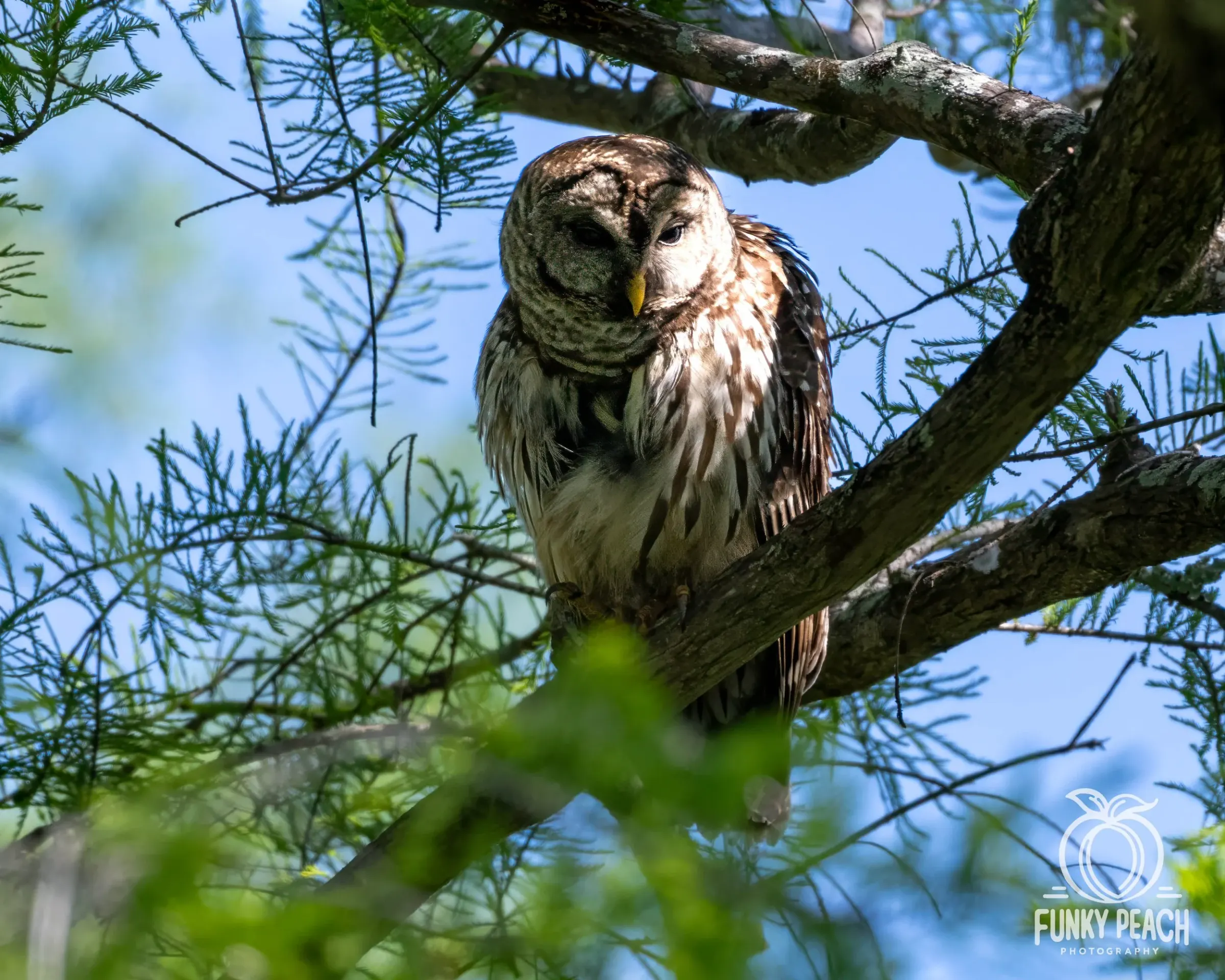 Owls — photograph 20