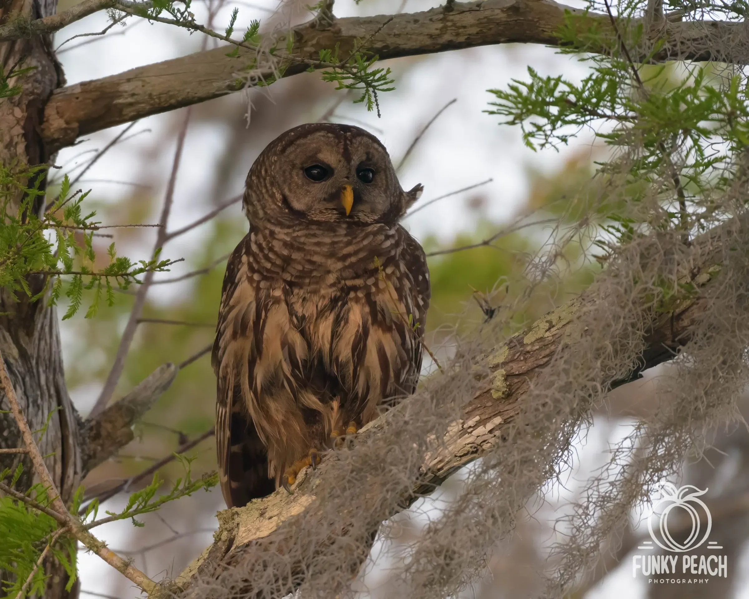 Owls — photograph 24