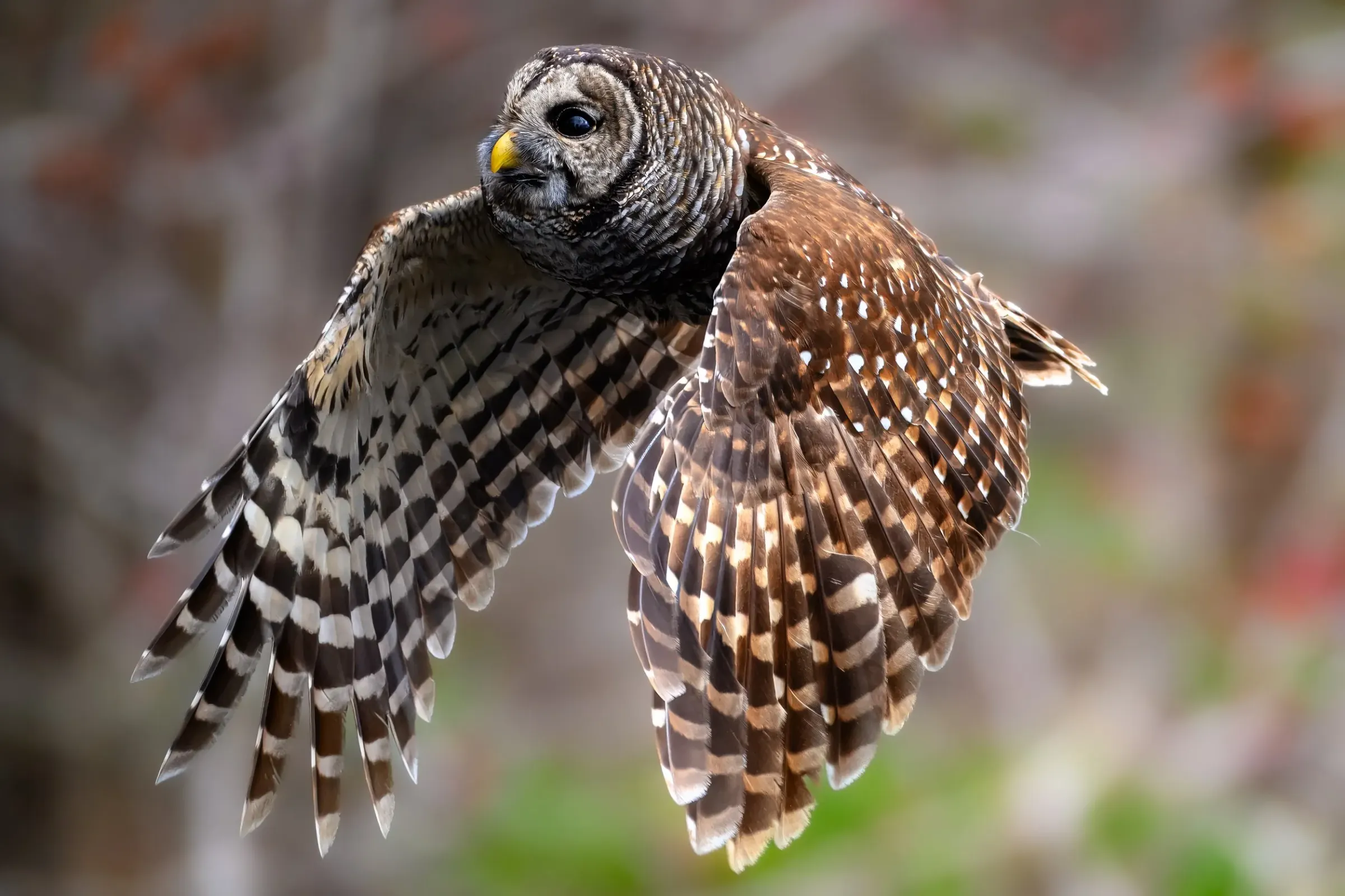Owls — album cover