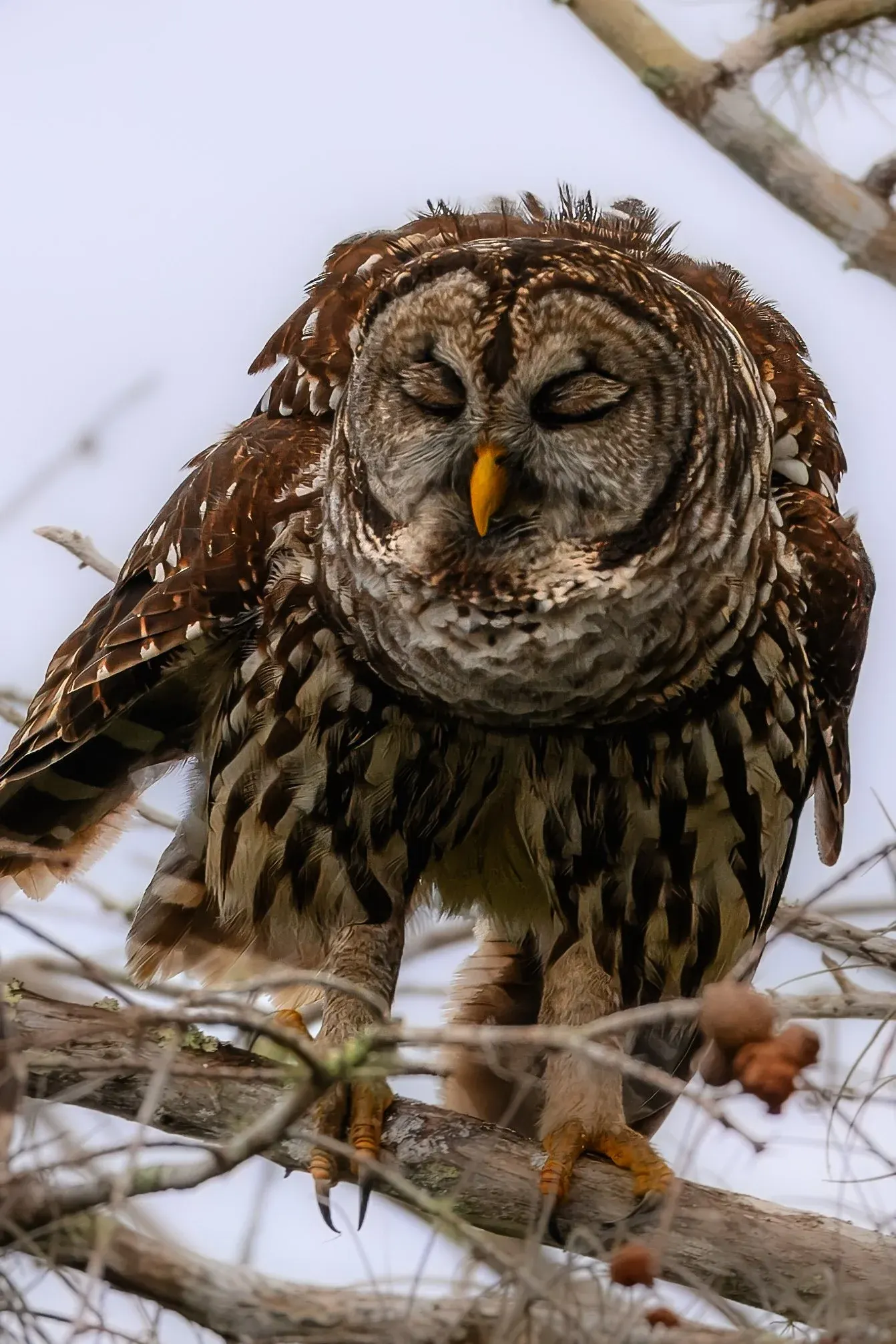 Owls — photograph 4