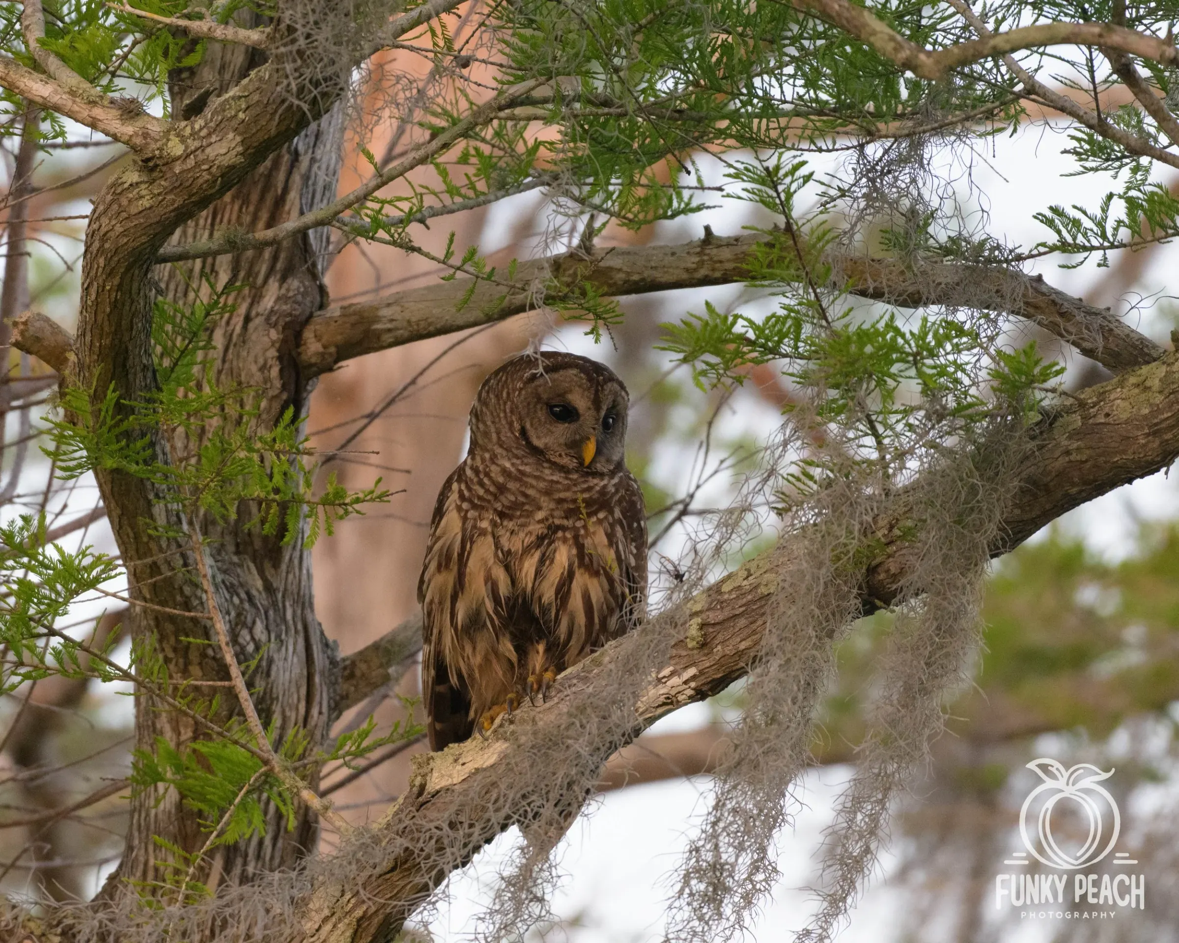 Owls — photograph 28