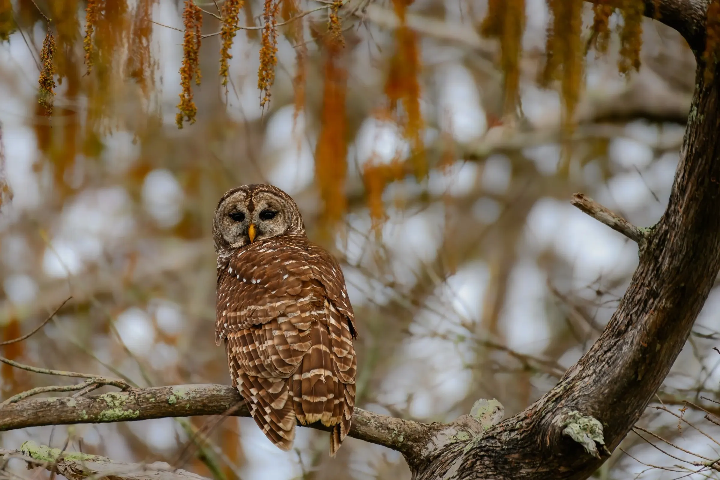 Owls — photograph 9