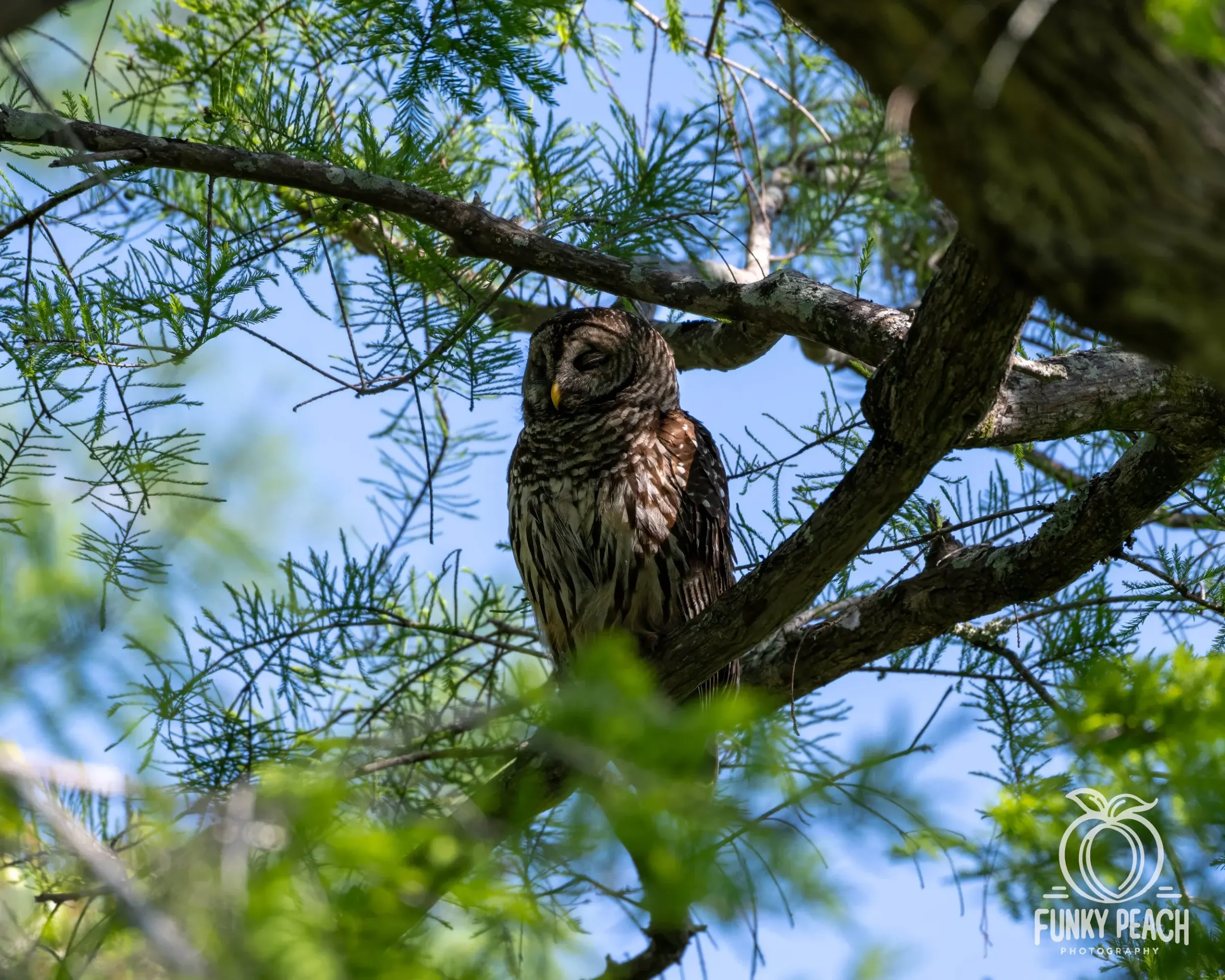 Owls — photograph 23