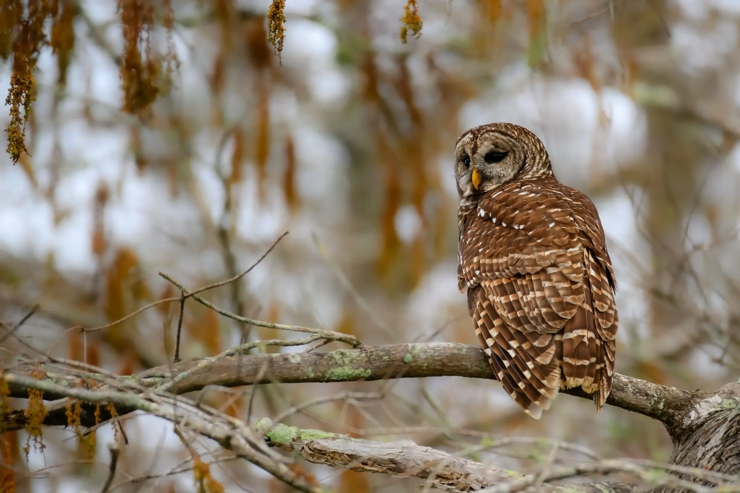 Owls — photograph 7