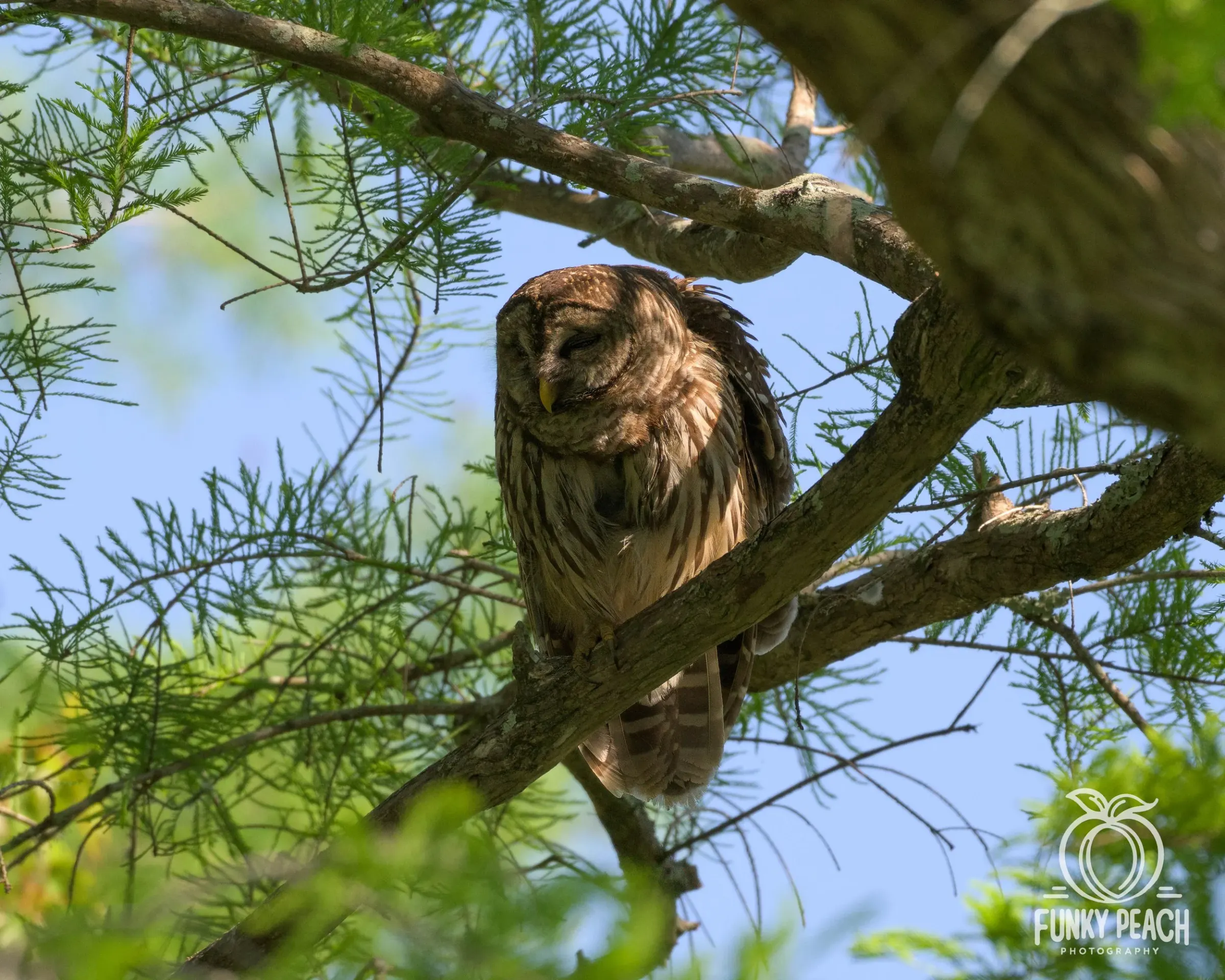 Owls — photograph 17