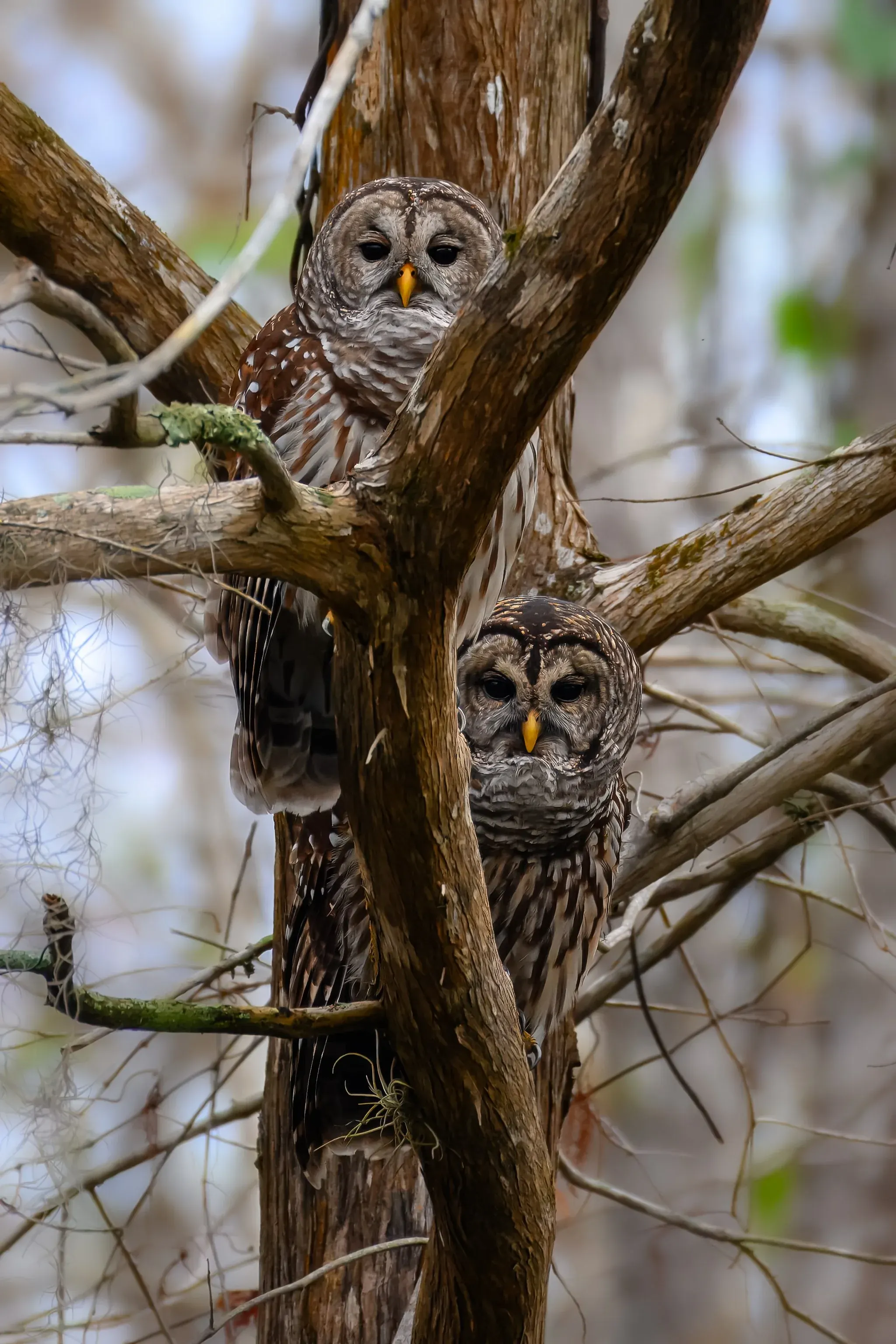 Owls — photograph 2