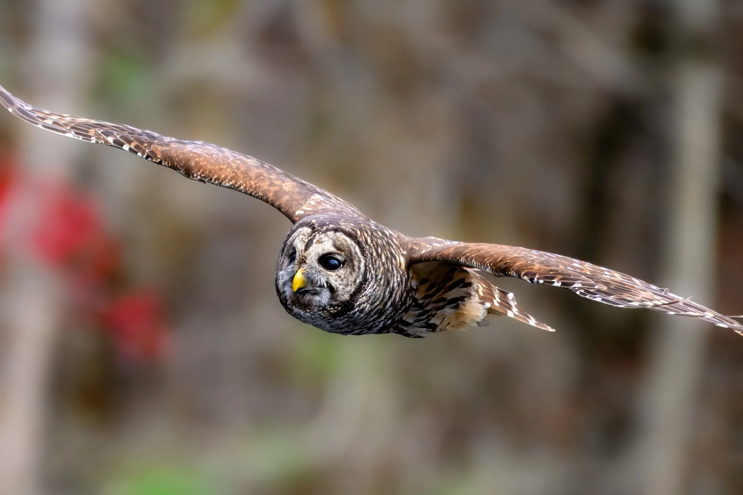 Owls — photograph 13