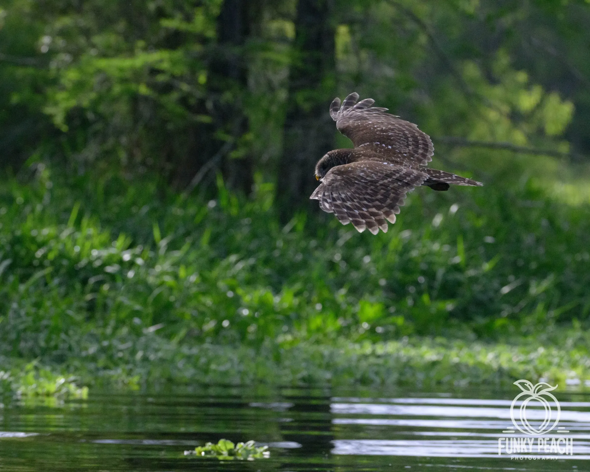 Owls — photograph 34