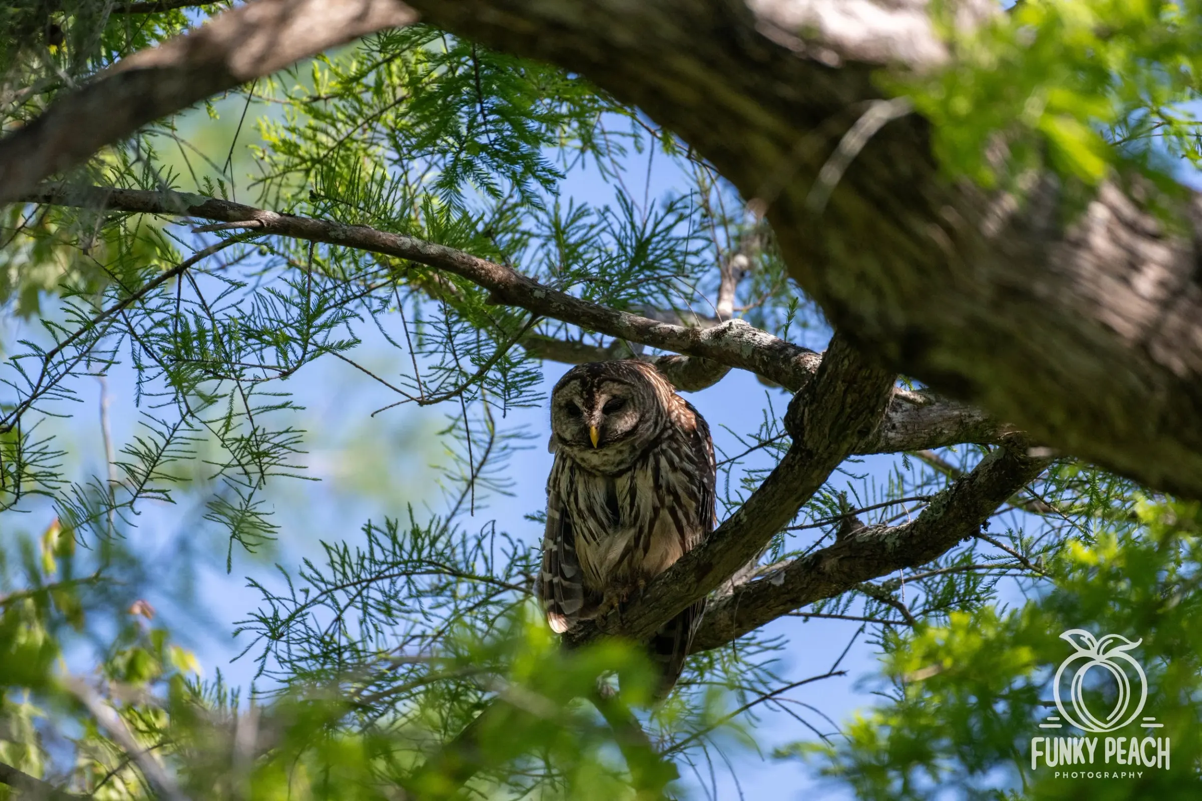 Owls — photograph 16
