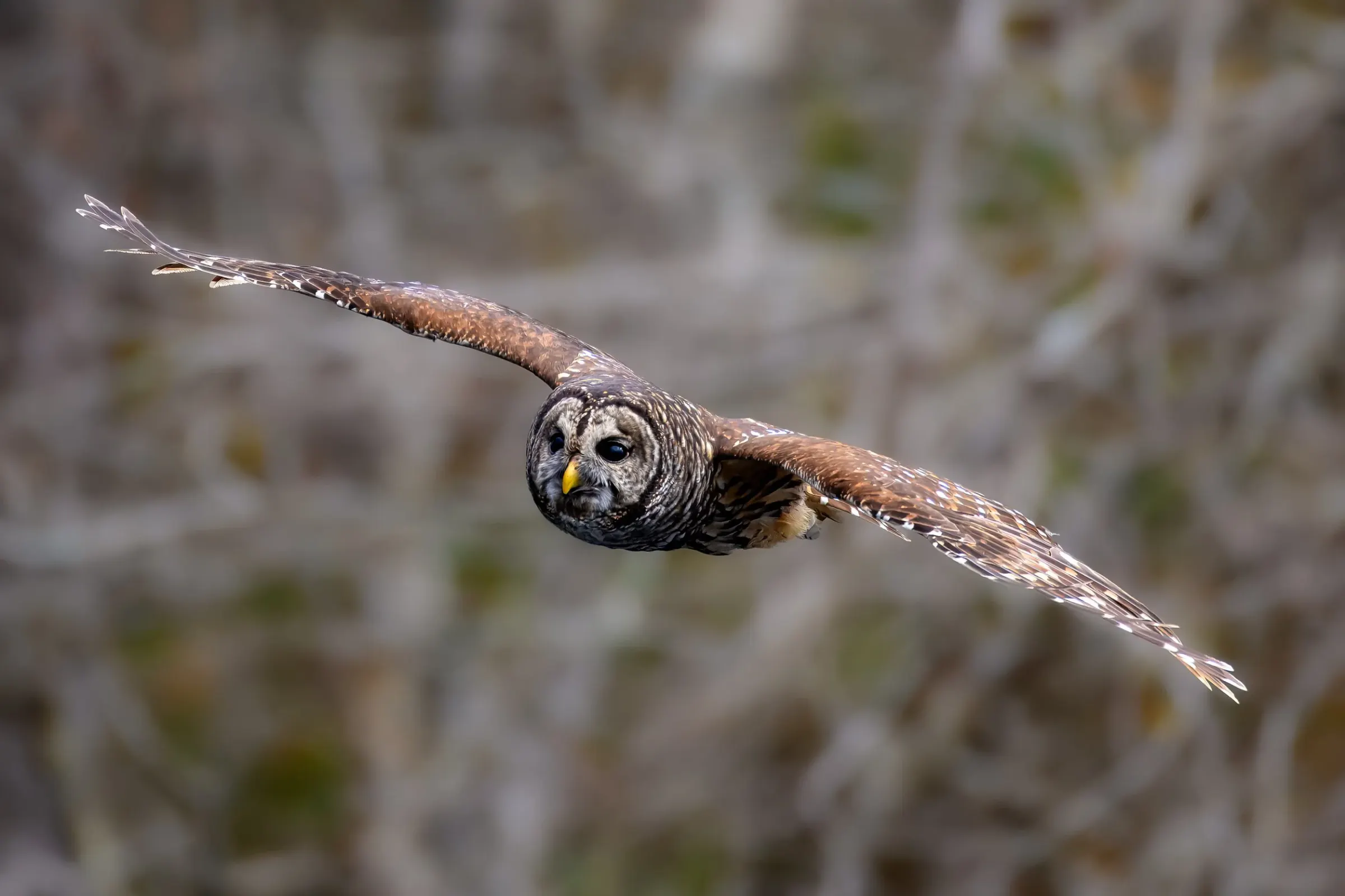 Owls — photograph 12