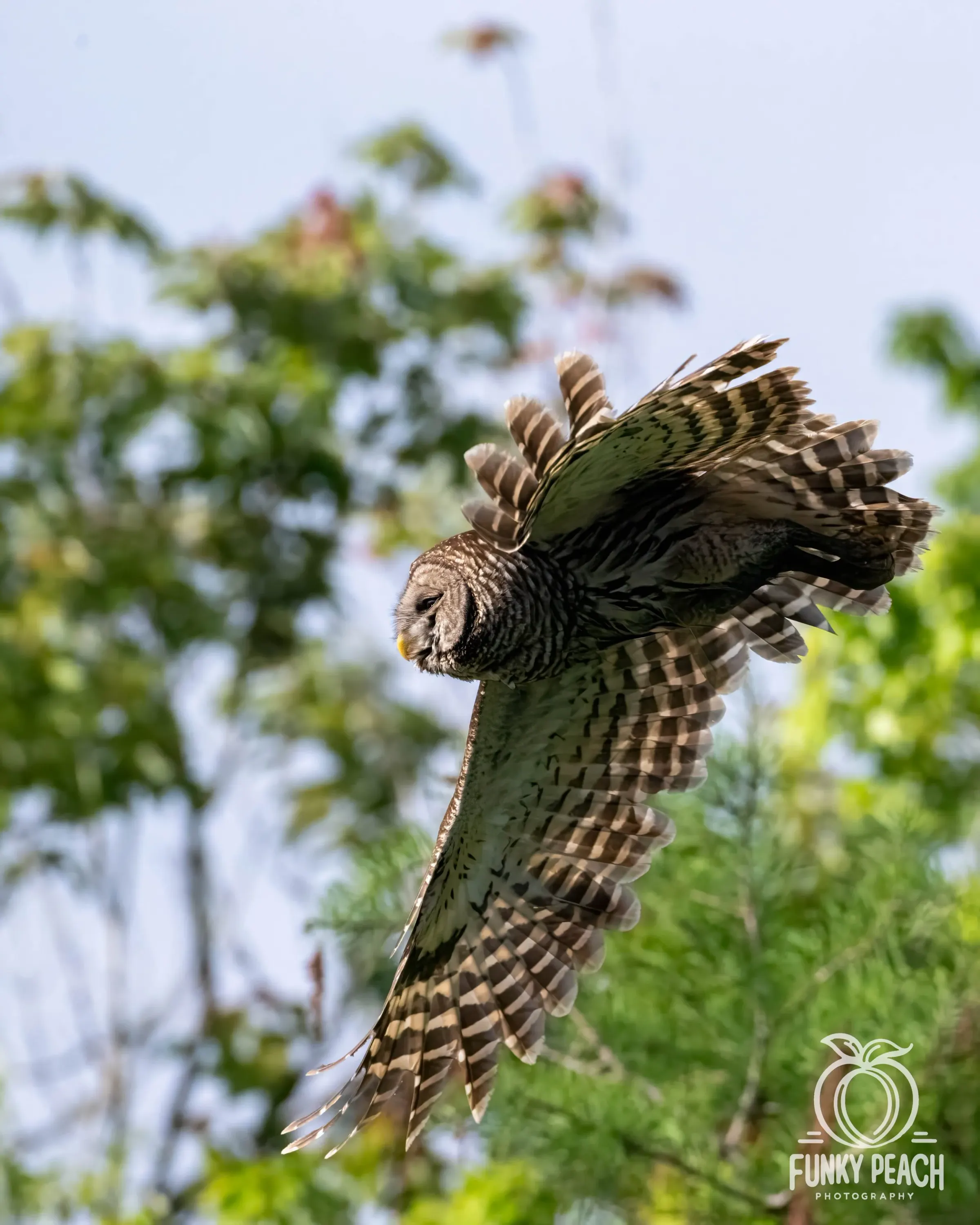 Owls — photograph 32