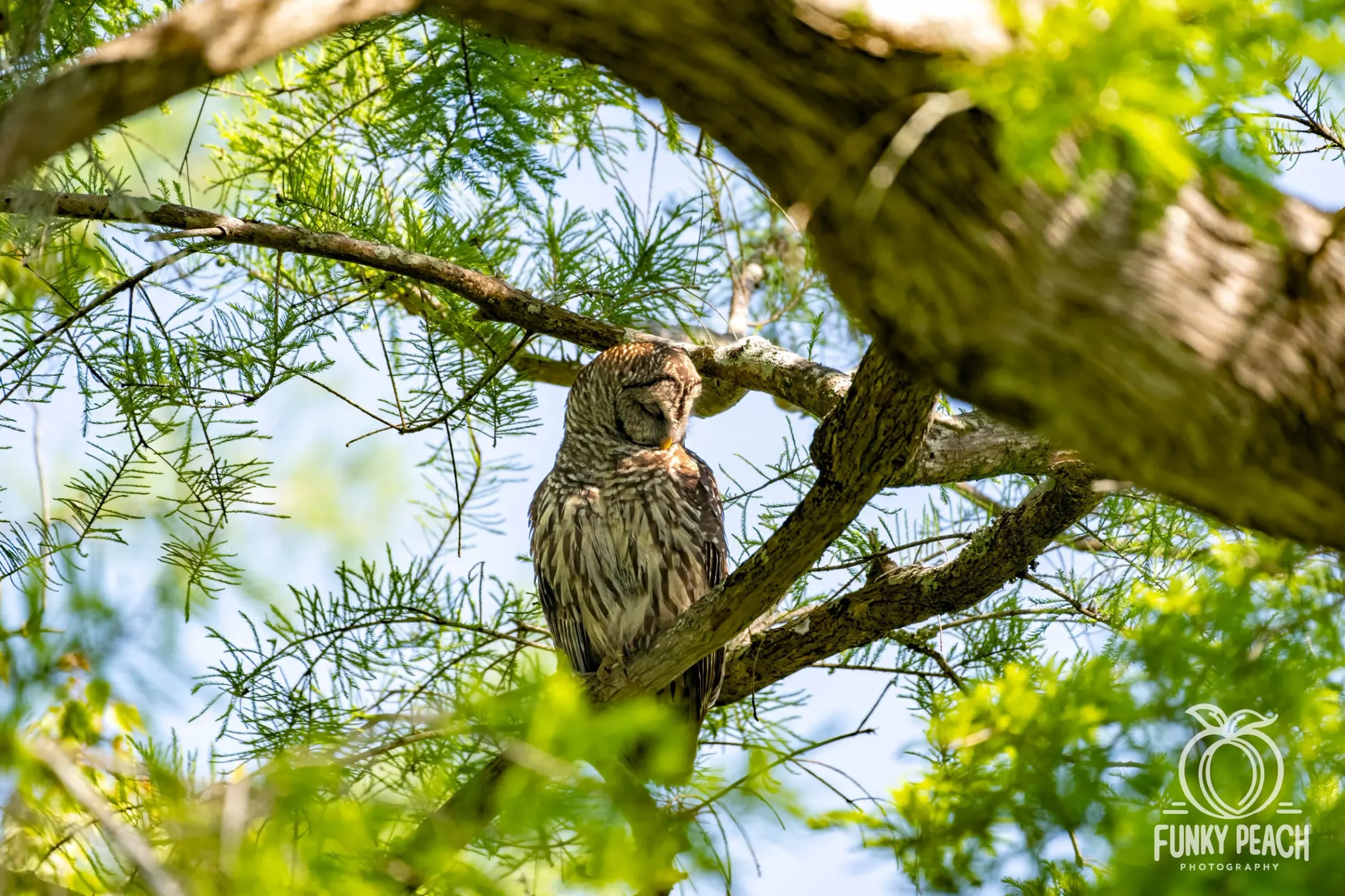 Owls — photograph 15