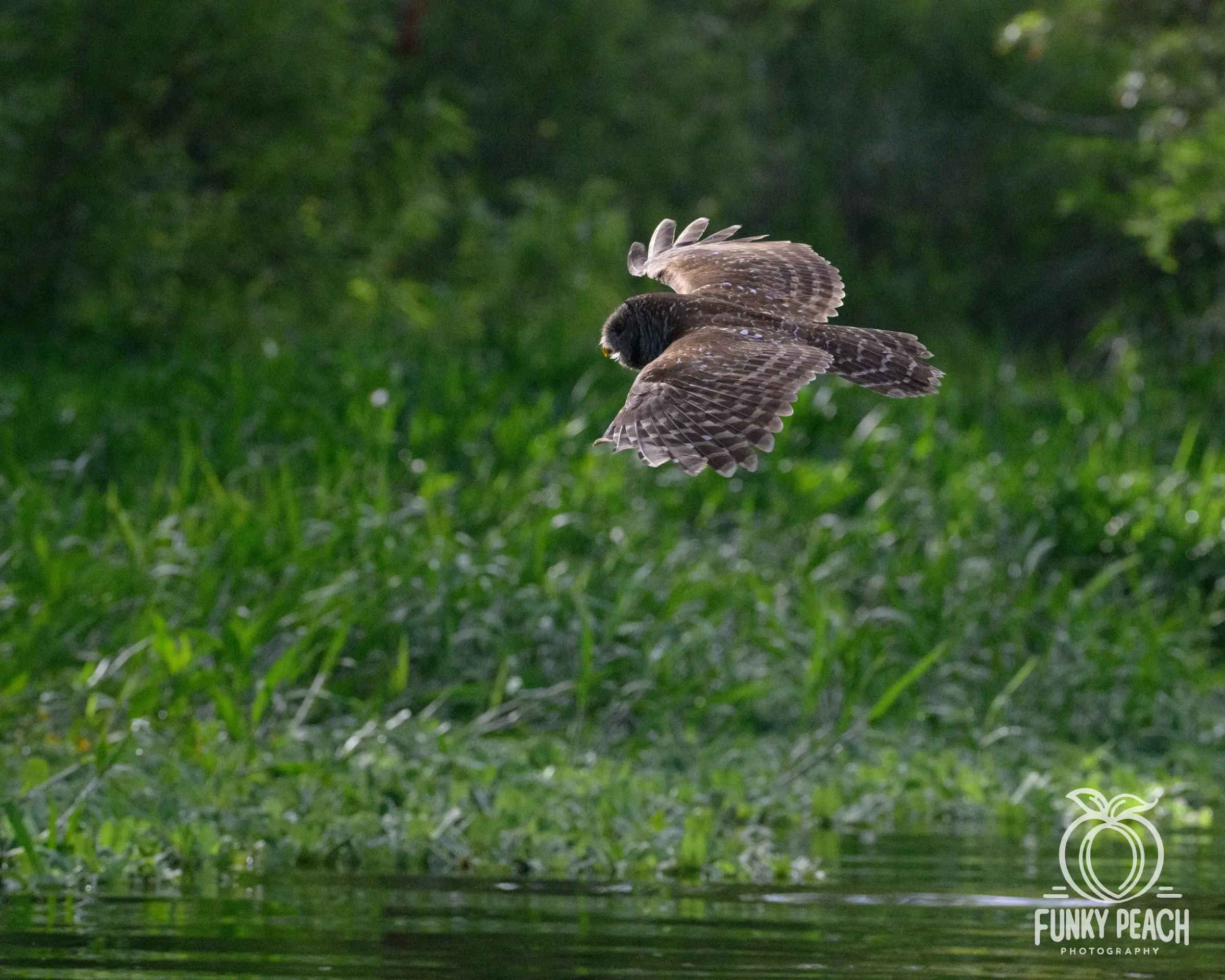 Owls — photograph 35