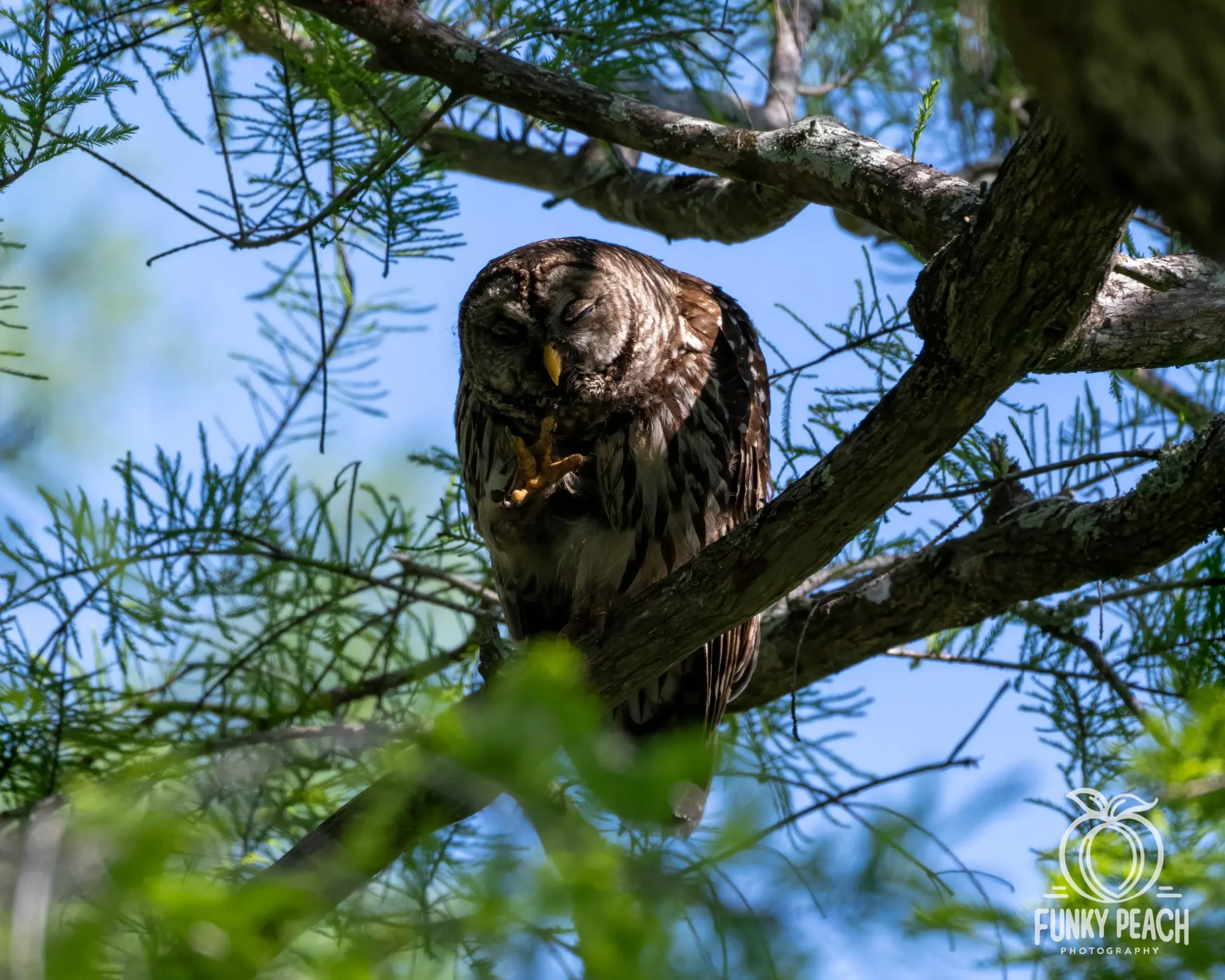 Owls — photograph 38