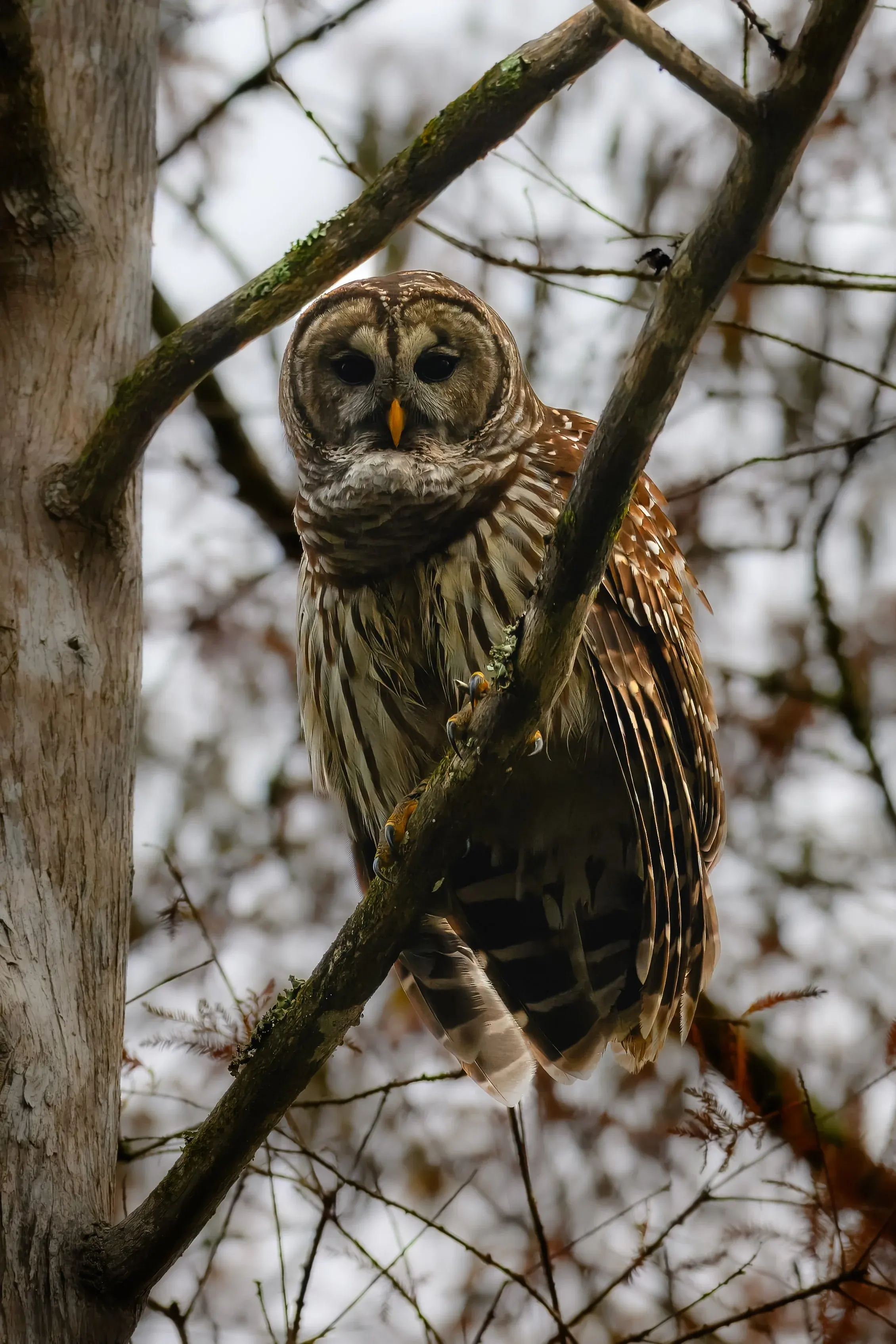 Owls — photograph 10